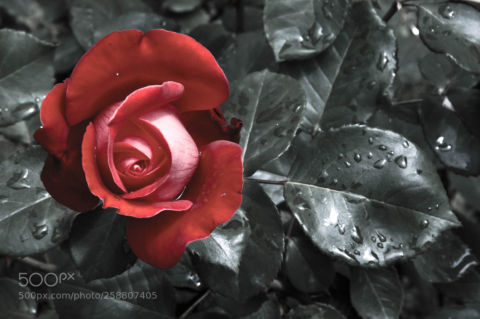 Nikon D3400 sample photo. Rosa bellissima photography