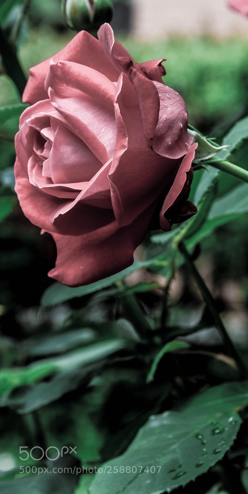 Nikon D3400 sample photo. Rosa modificata photography