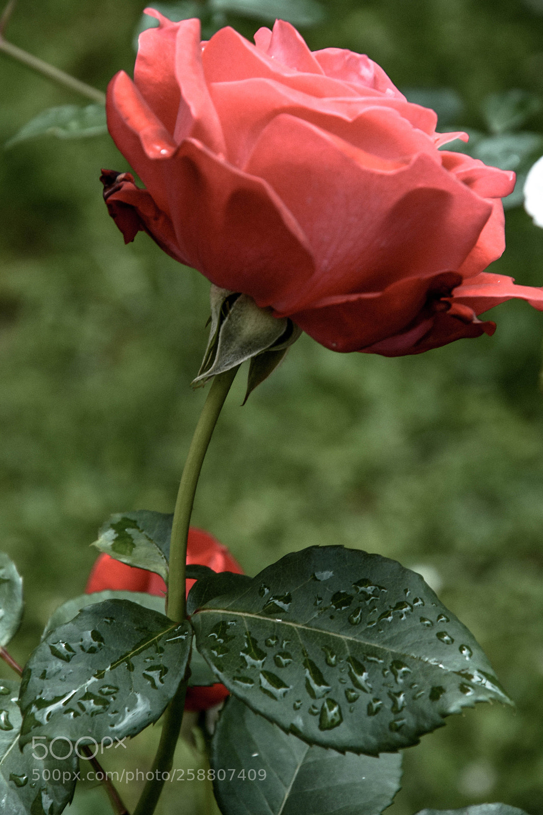Nikon D3400 sample photo. Rosa rose rosarum photography