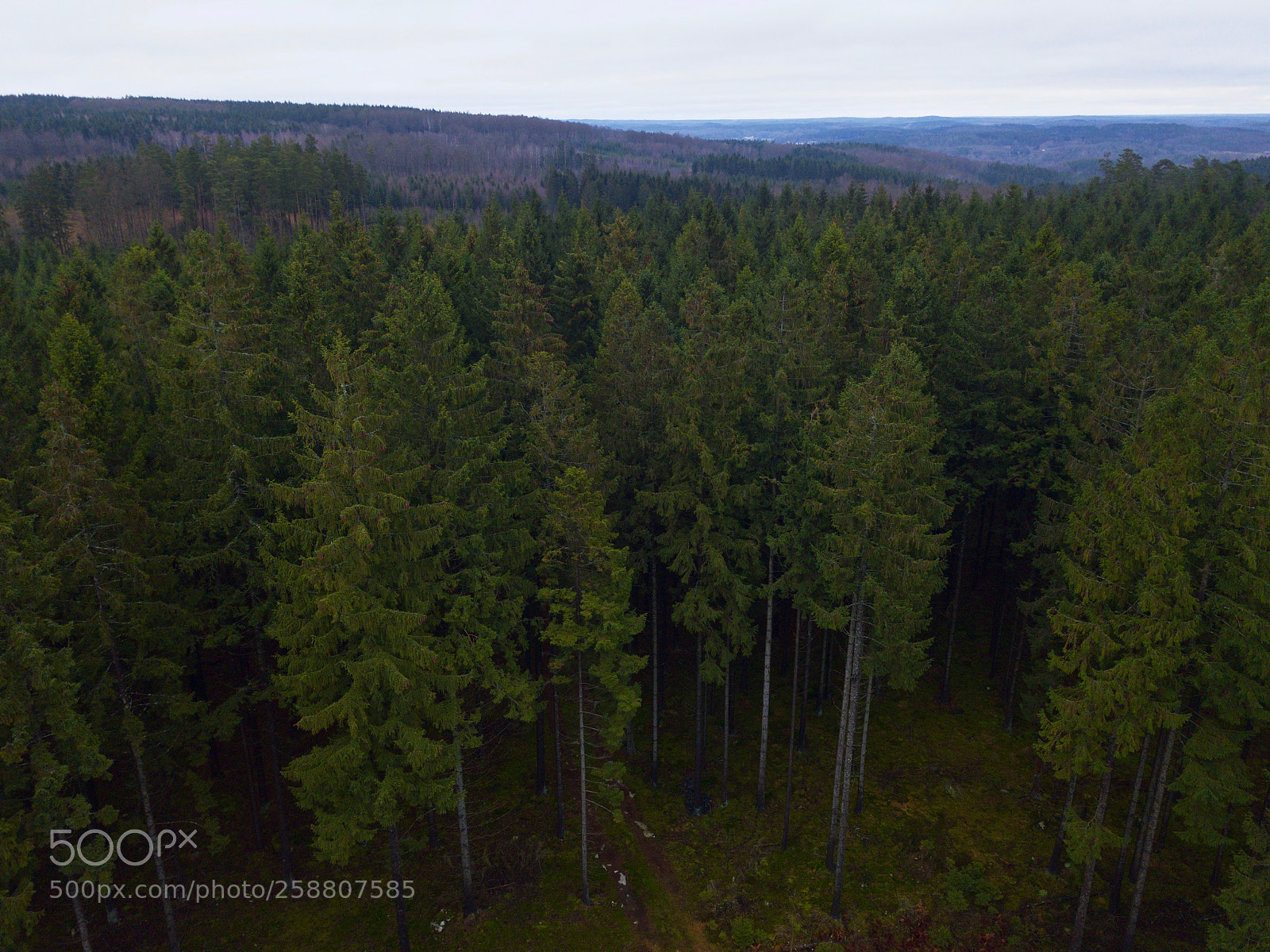DJI FC220 sample photo. Aerial view over pine photography