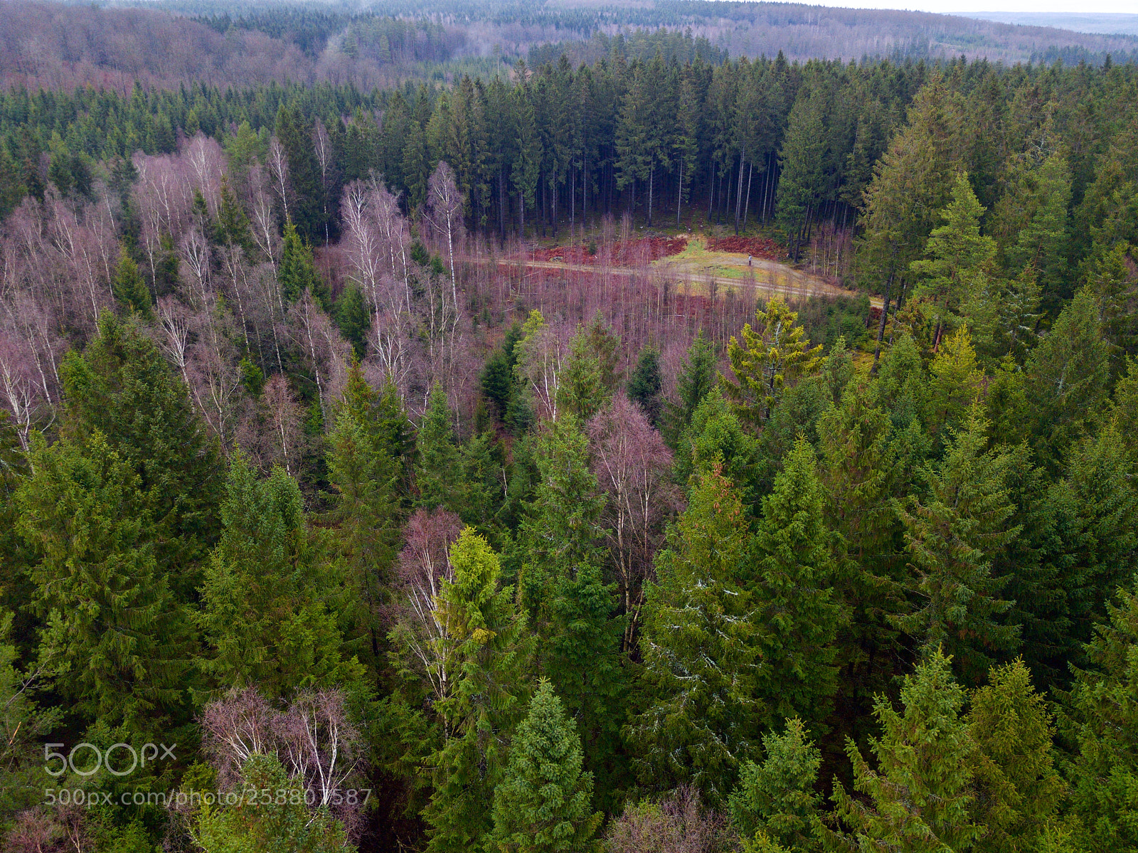 DJI FC220 sample photo. Aerial view over pine photography