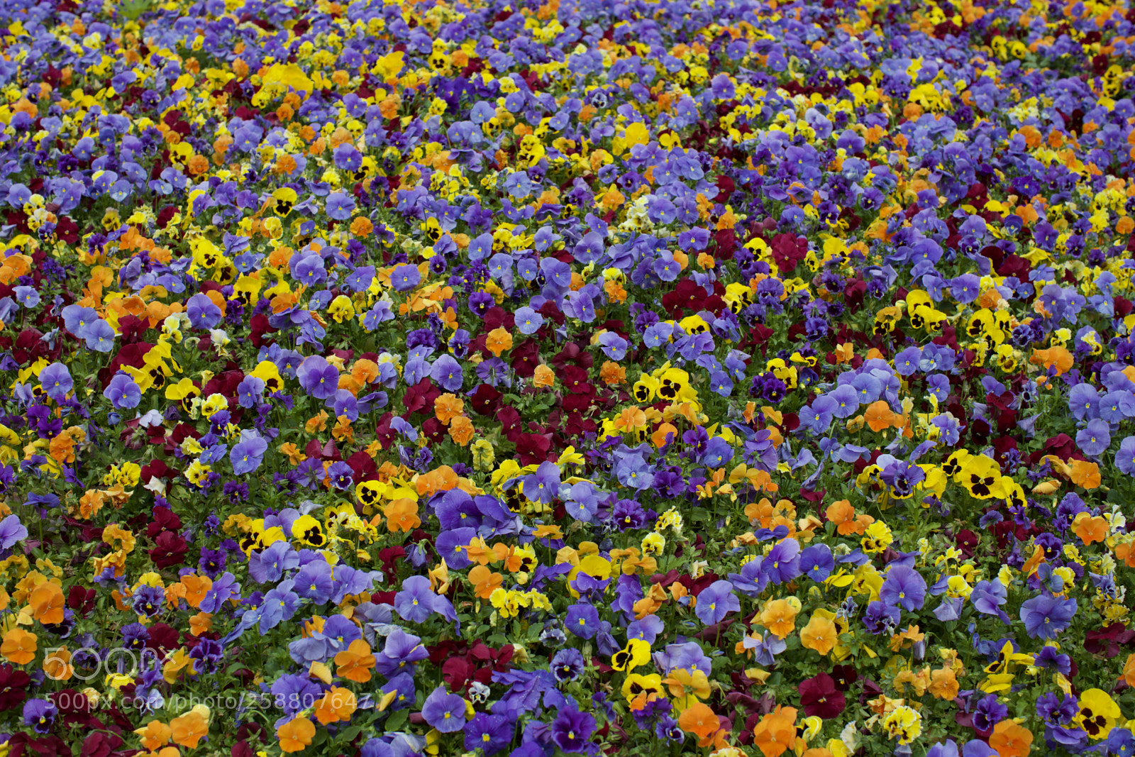Canon EOS 5DS sample photo. Flowers photography