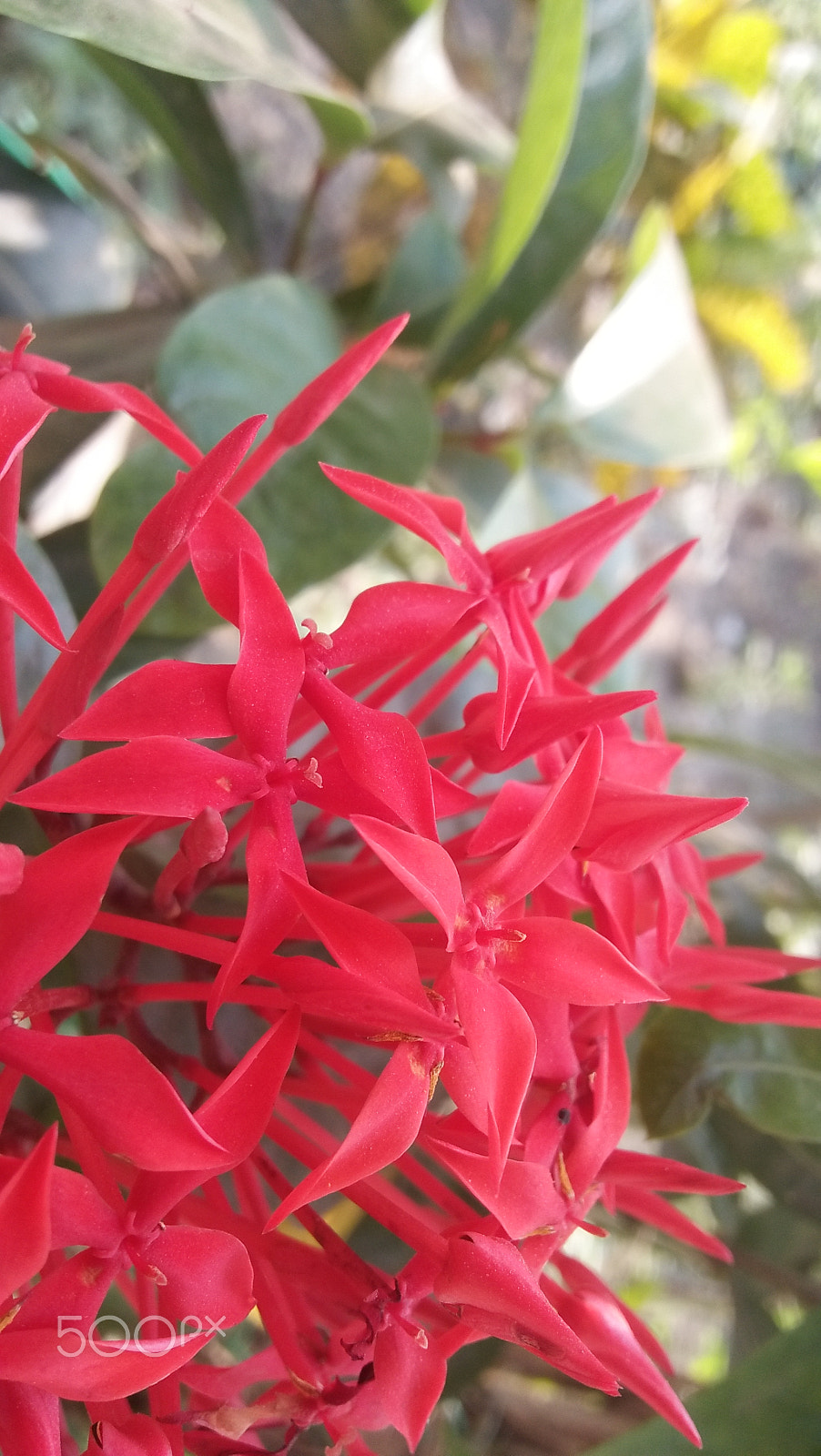OPPO A37fw-International sample photo. Natural flowers photography