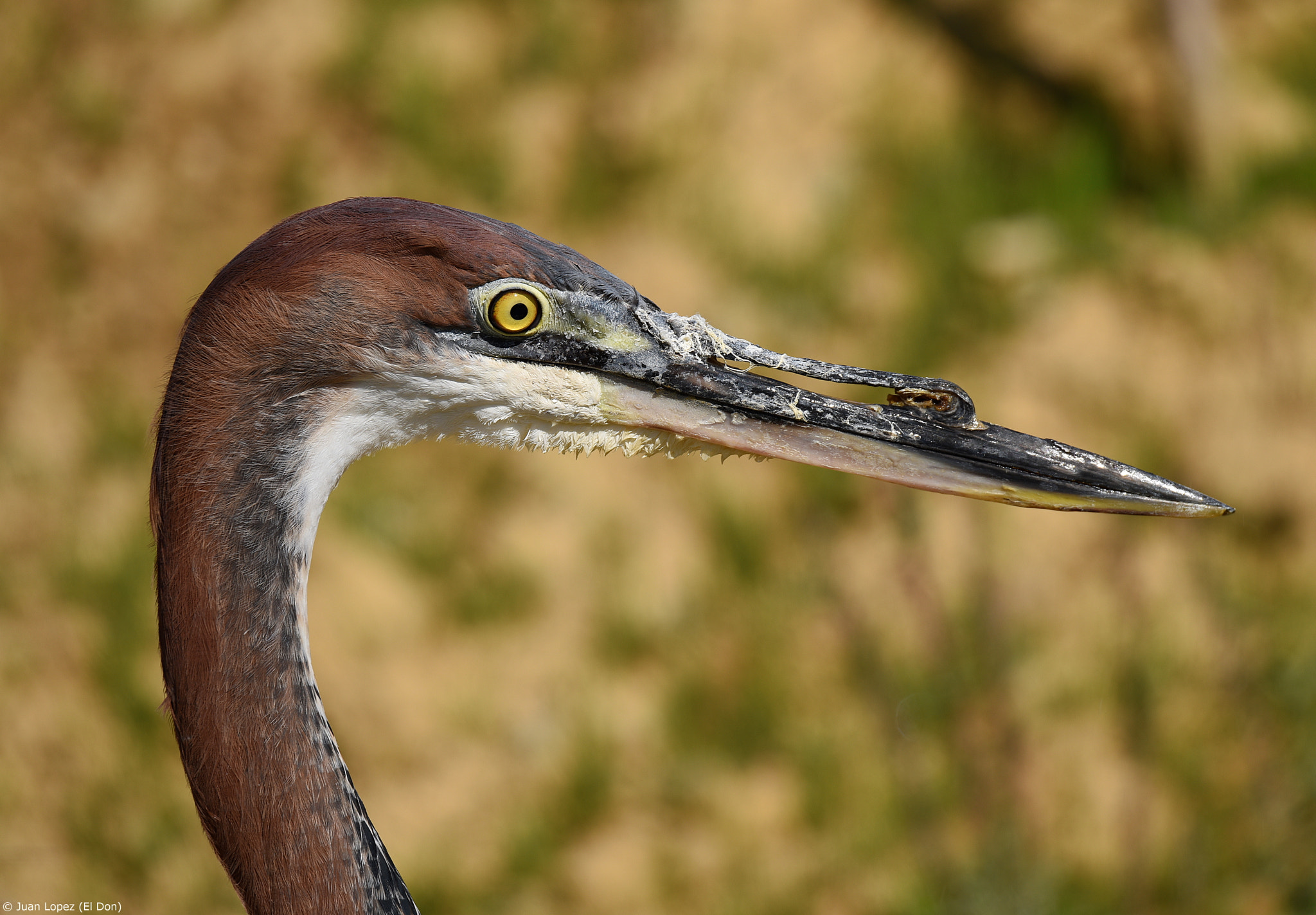 Sigma 150-600mm F5-6.3 DG OS HSM | S sample photo. Exceptional beak.. photography