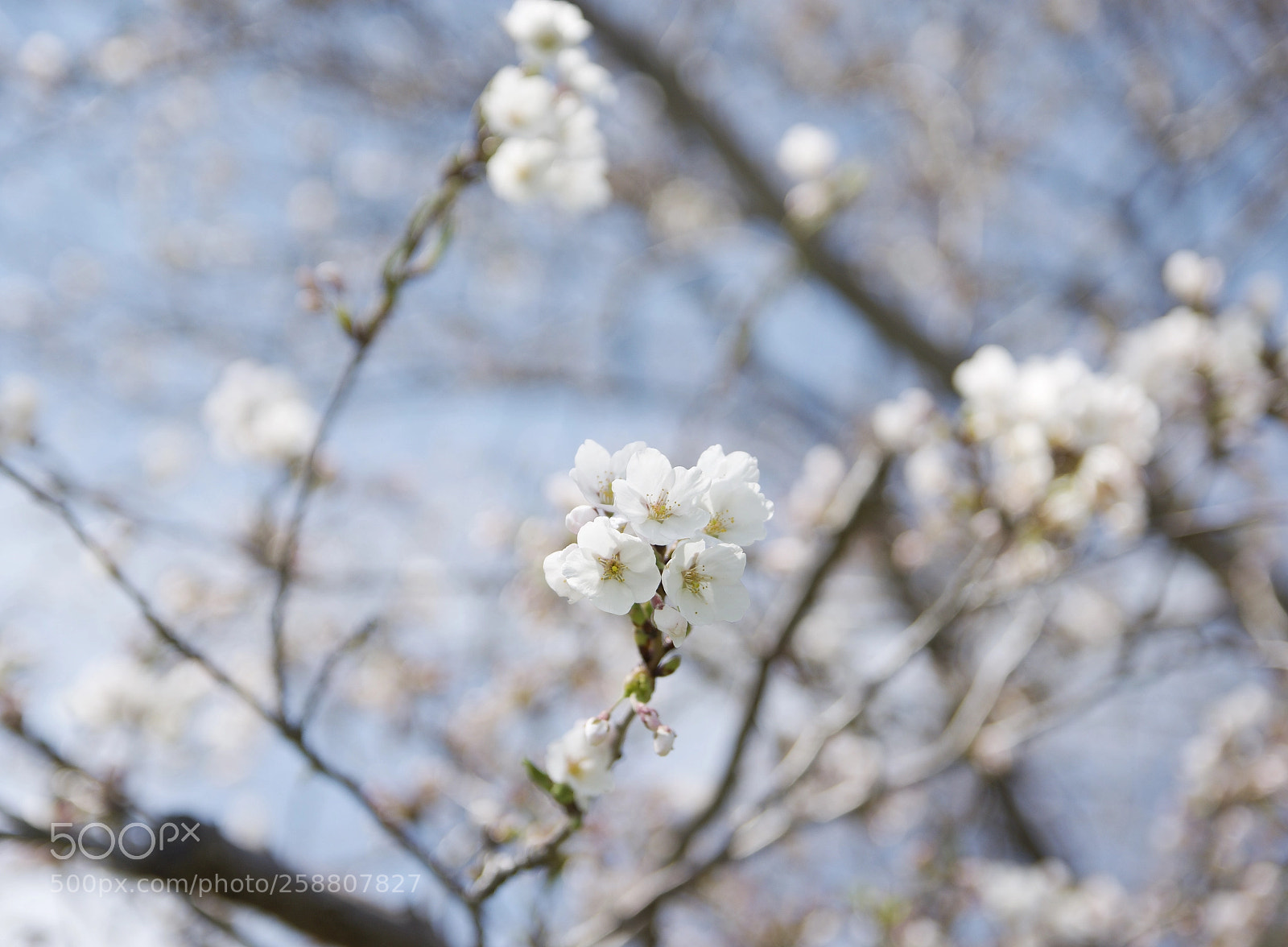 Nikon D7200 sample photo. Stillness photography