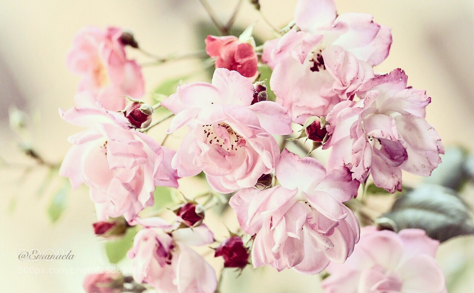 Nikon D7200 sample photo. So pink photography
