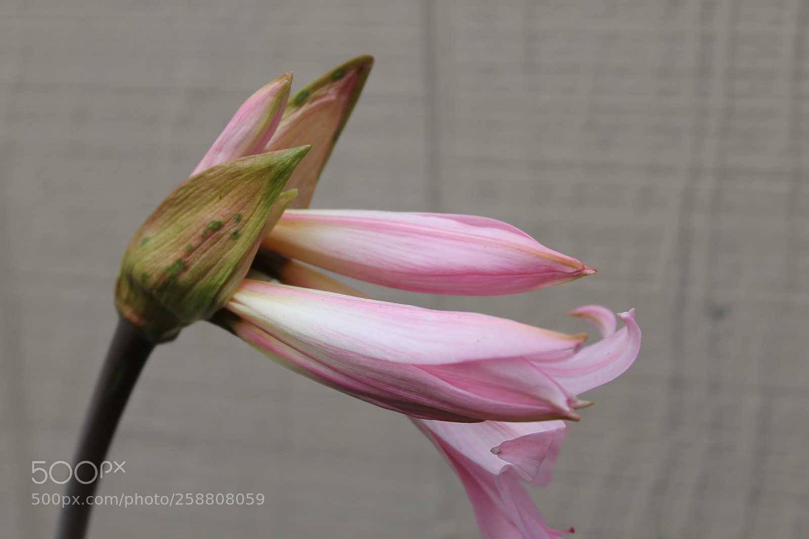 Canon EOS 1100D (EOS Rebel T3 / EOS Kiss X50) sample photo. Img photography