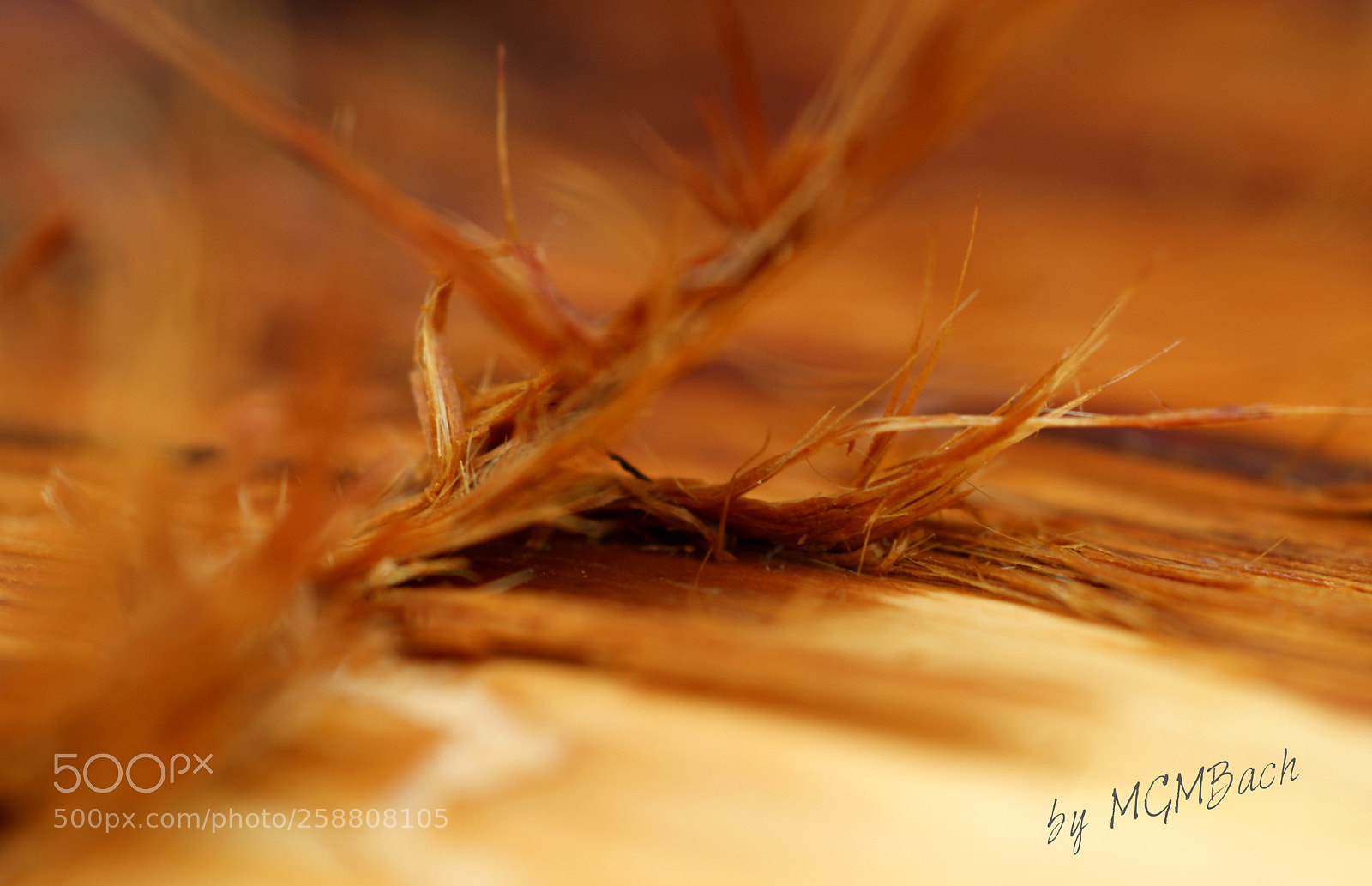 Sony Alpha DSLR-A350 sample photo. Wood working photography