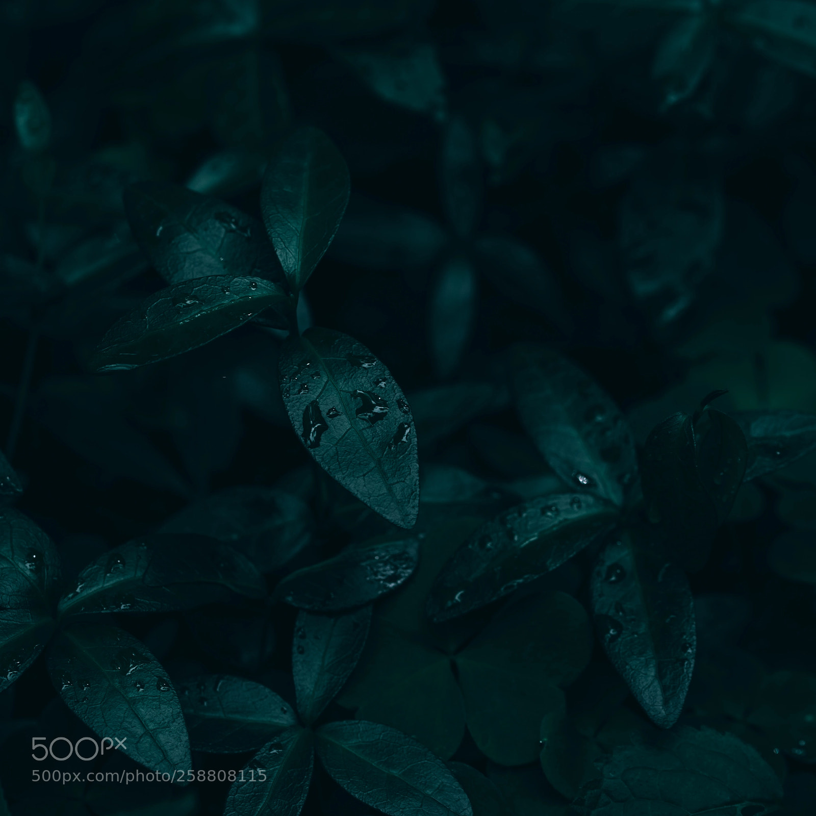 Sony a99 II sample photo. Dark nature photography