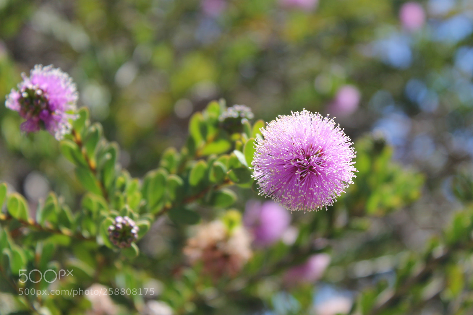 Canon EOS 1100D (EOS Rebel T3 / EOS Kiss X50) sample photo. Img photography