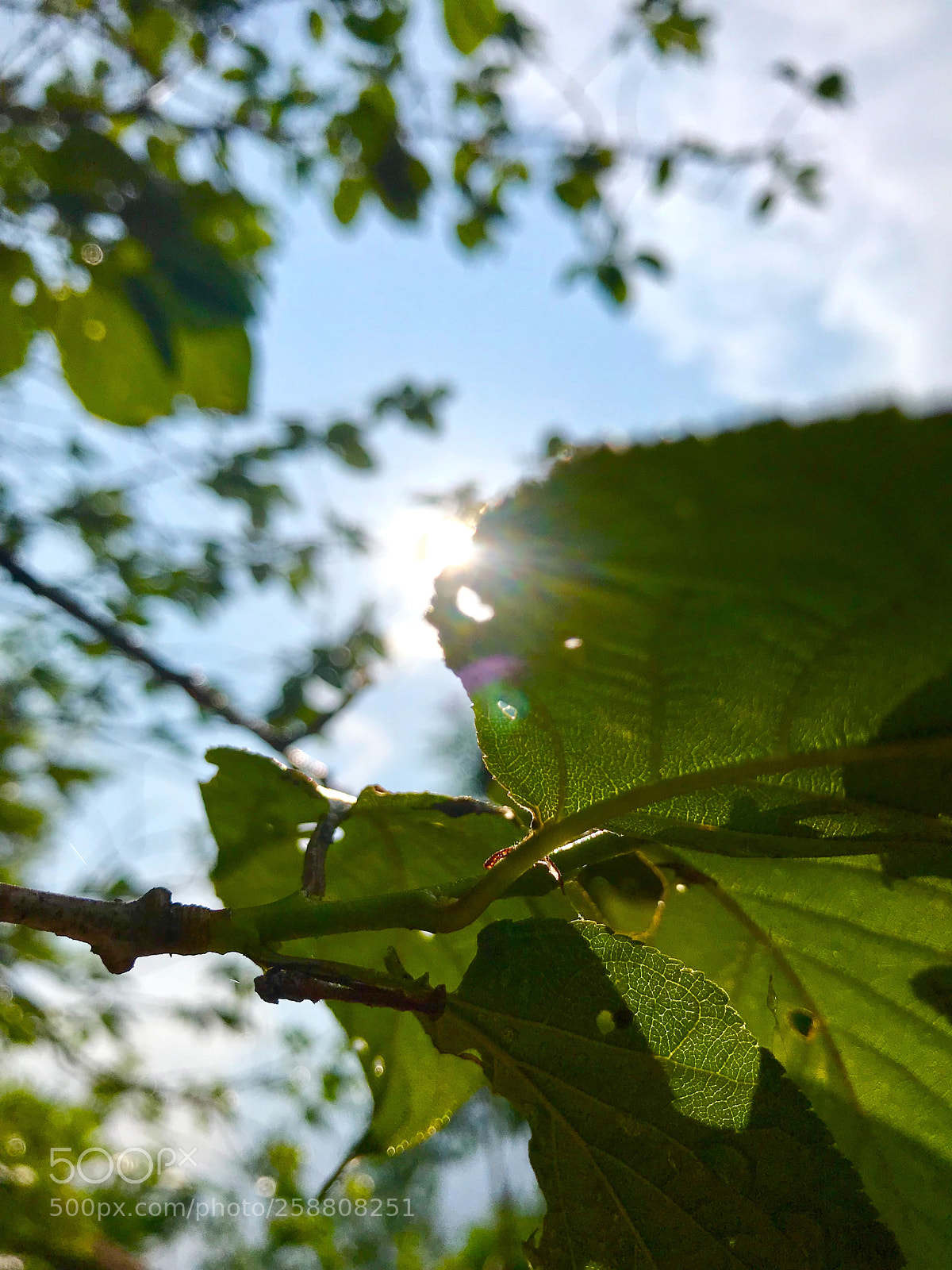 Apple iPhone 7 sample photo. Untitled photography