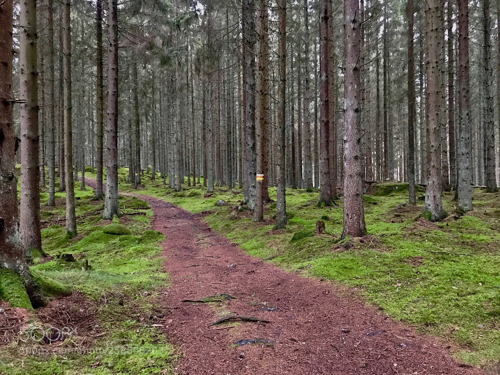 Apple iPhone 7 Plus sample photo. Large hiking trail through photography