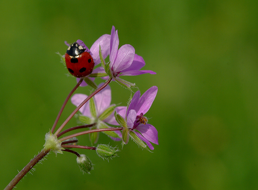 Pentax K20D sample photo. Ladybug photography