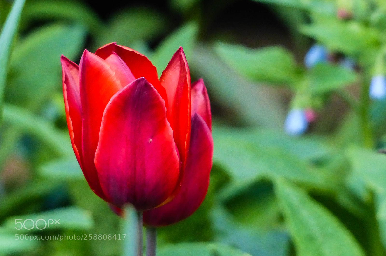 Panasonic Lumix DMC-FZ200 sample photo. Two photography