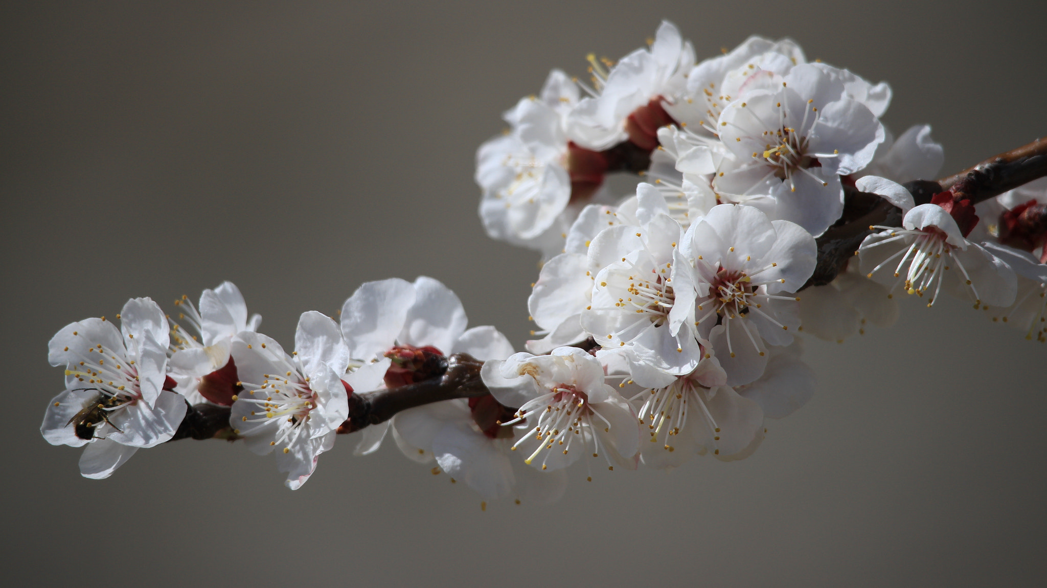 Canon EOS M + Canon EF-S 55-250mm F4-5.6 IS STM sample photo. Blossoming photography