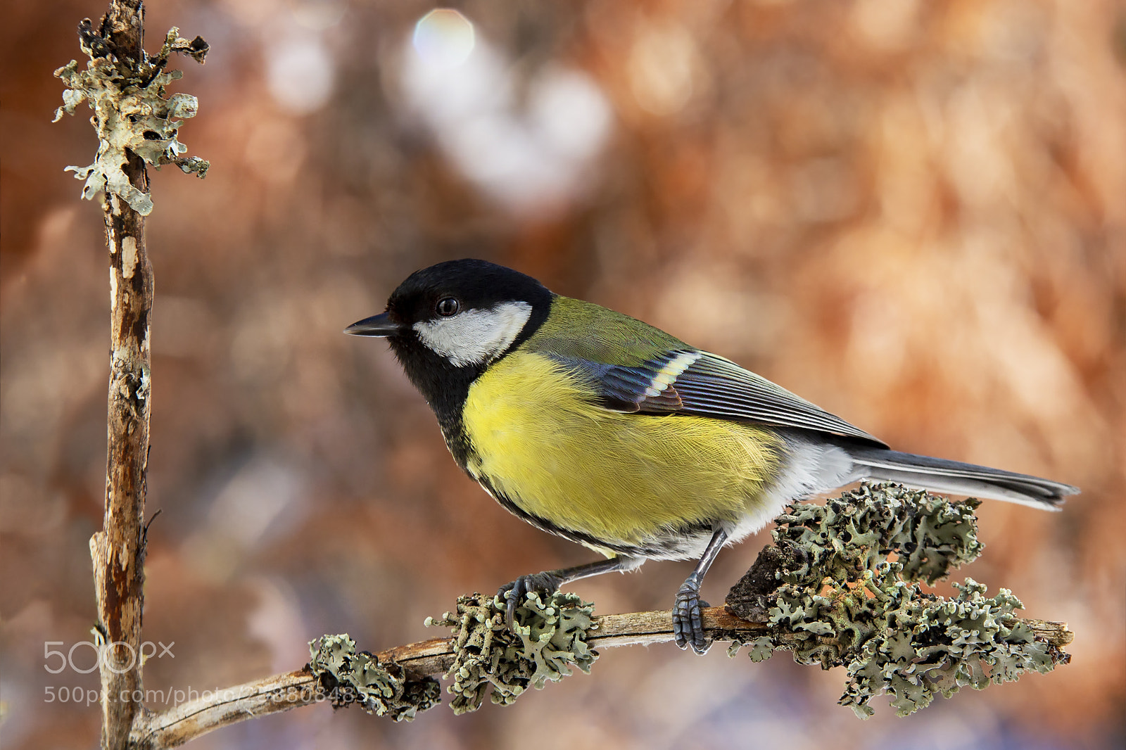 Canon EOS 6D sample photo. Talitiainen, great tit photography