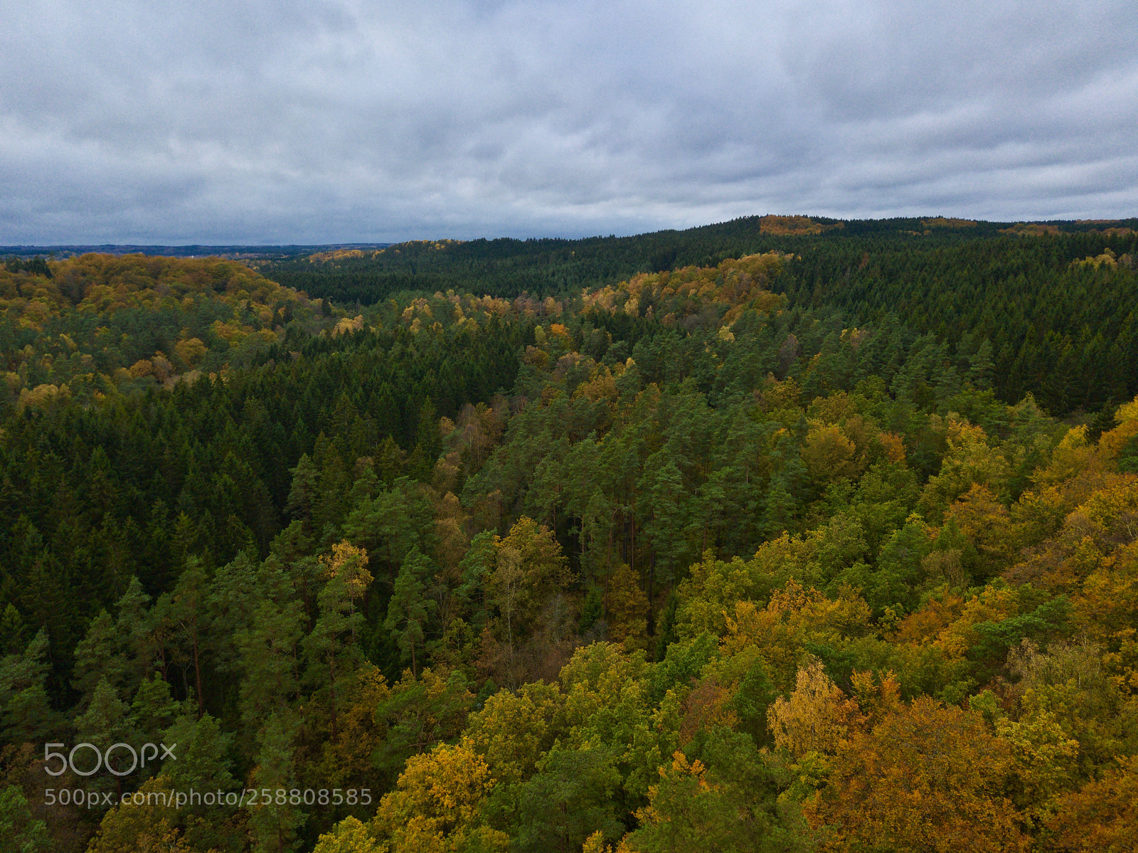 DJI FC220 sample photo. Swedish forest during autumn photography