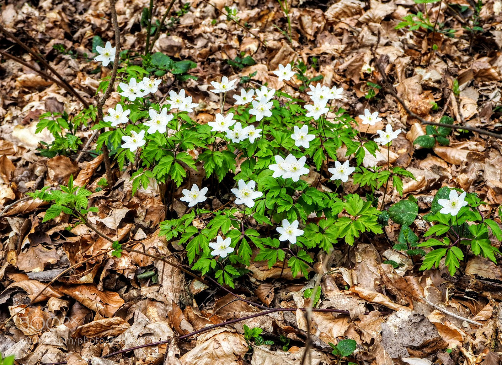 Olympus OM-D E-M10 II sample photo. Spring photography