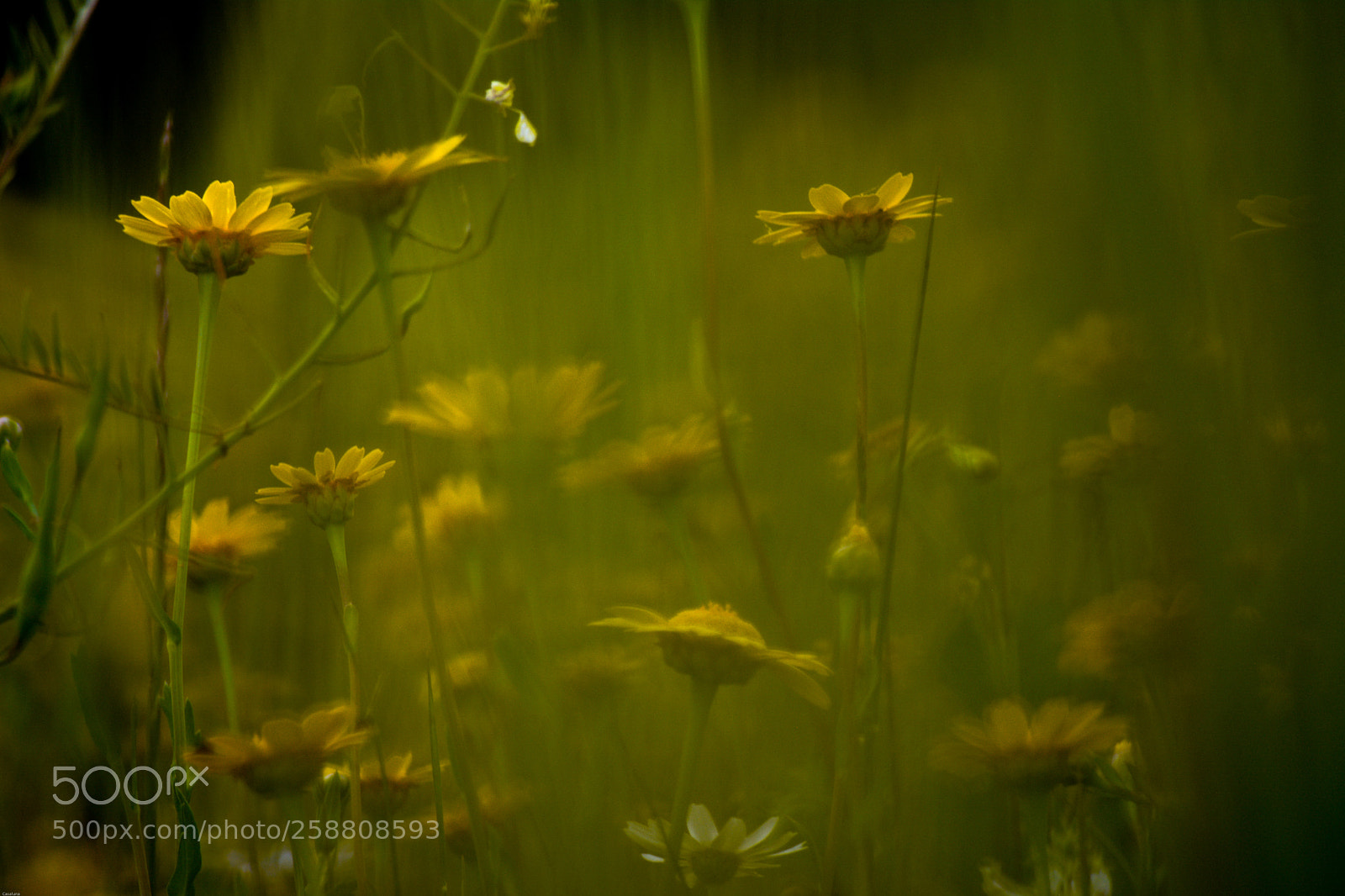 Nikon D5200 sample photo. Chrysanthemum coronarium photography