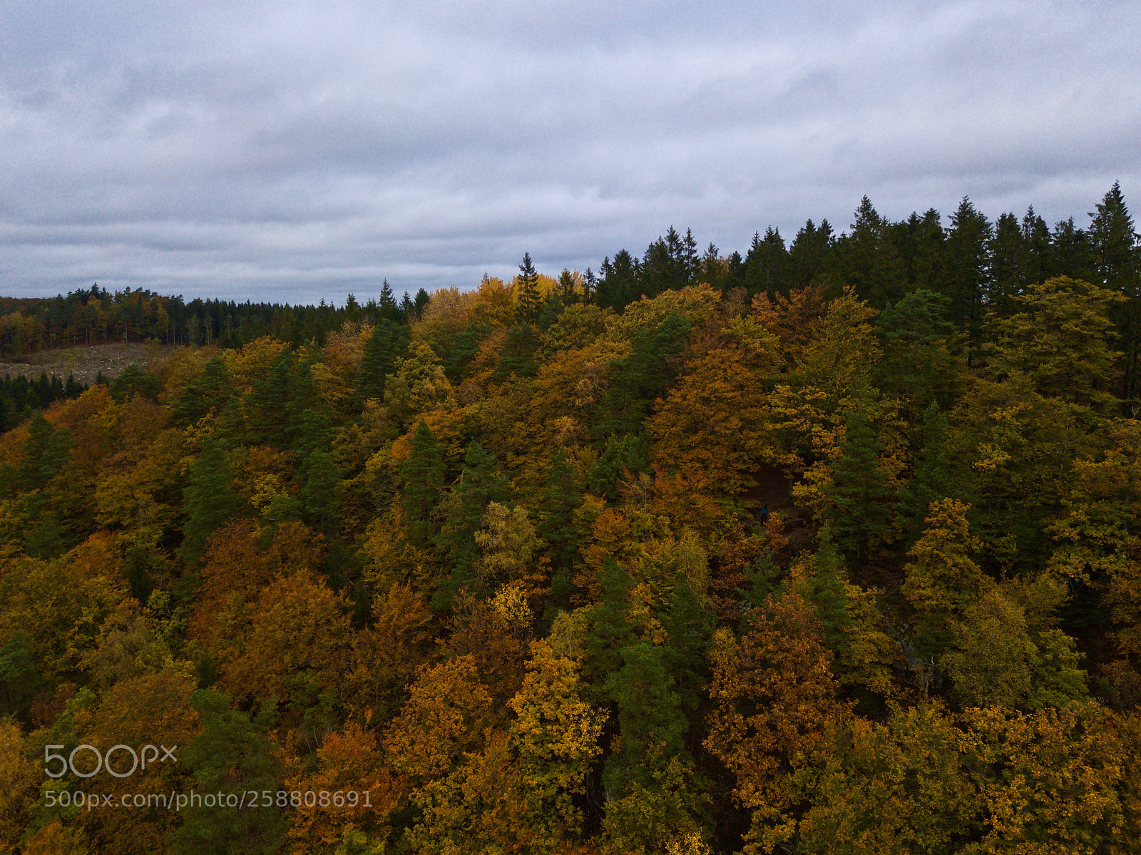 DJI FC220 sample photo. Swedish forest during autumn photography