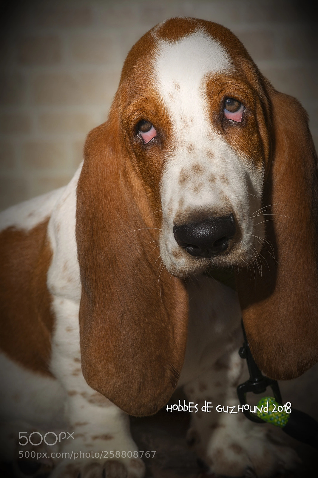 Nikon D500 sample photo. Hobbes de guzhound photography