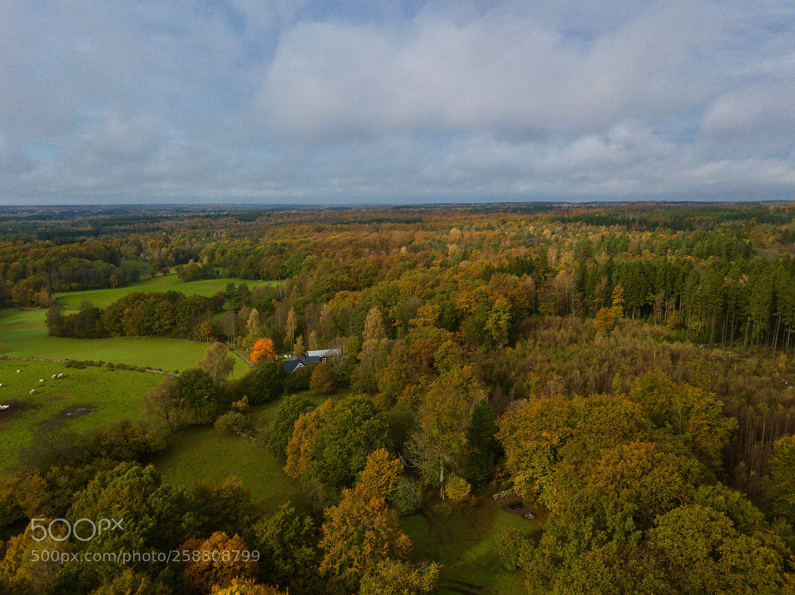 DJI FC220 sample photo. Swedish forest during autumn photography