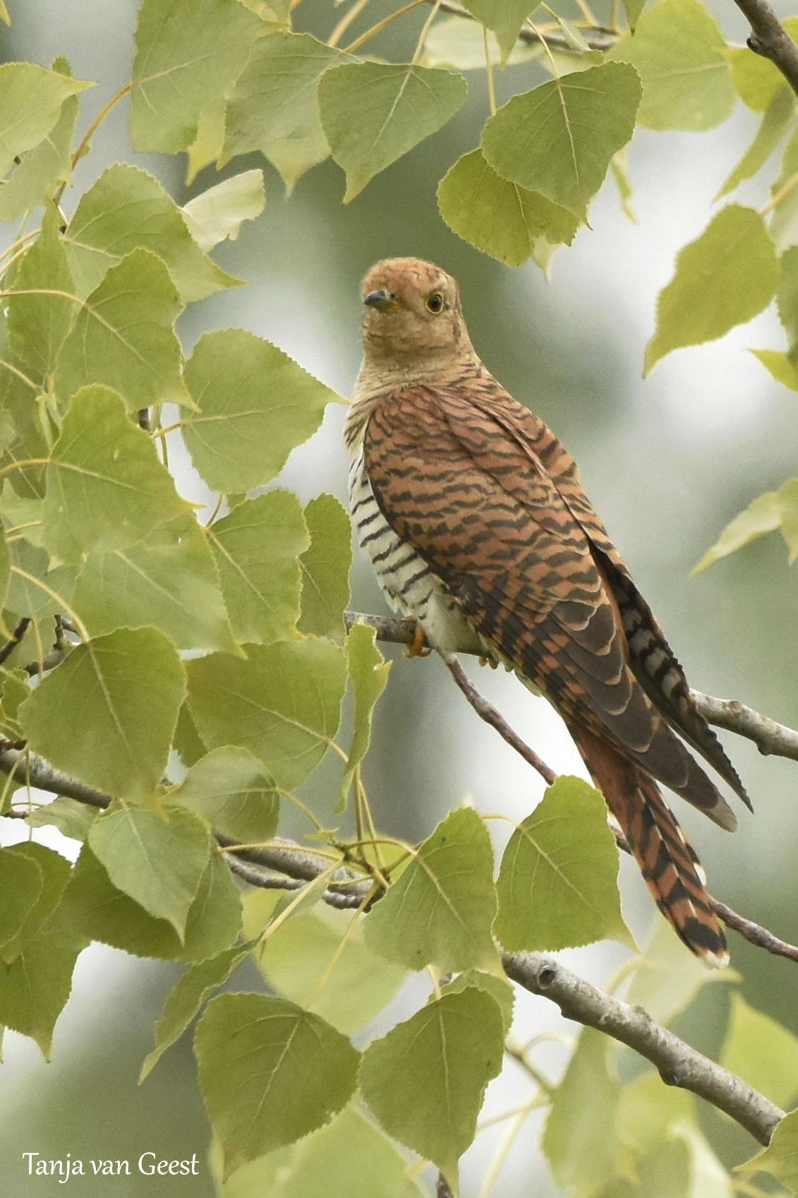 Nikon D5500 + Sigma 150-600mm F5-6.3 DG OS HSM | C sample photo. Common cuckoo (brown female) photography