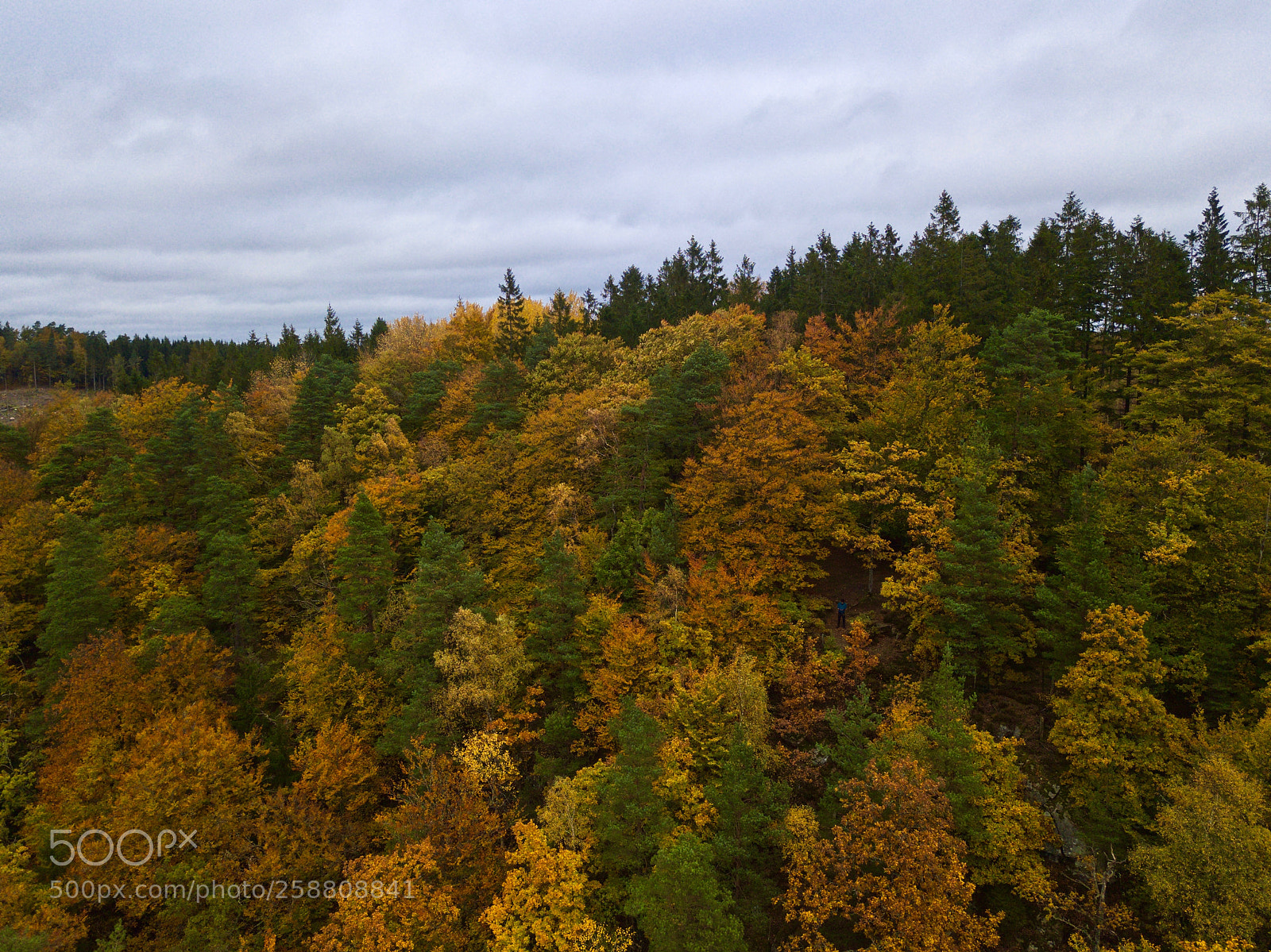 DJI FC220 sample photo. Swedish forest during autumn photography