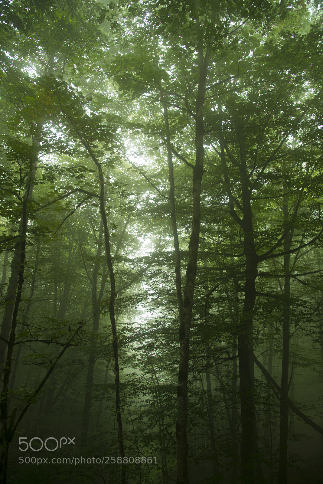 Nikon D750 sample photo. Fog photography
