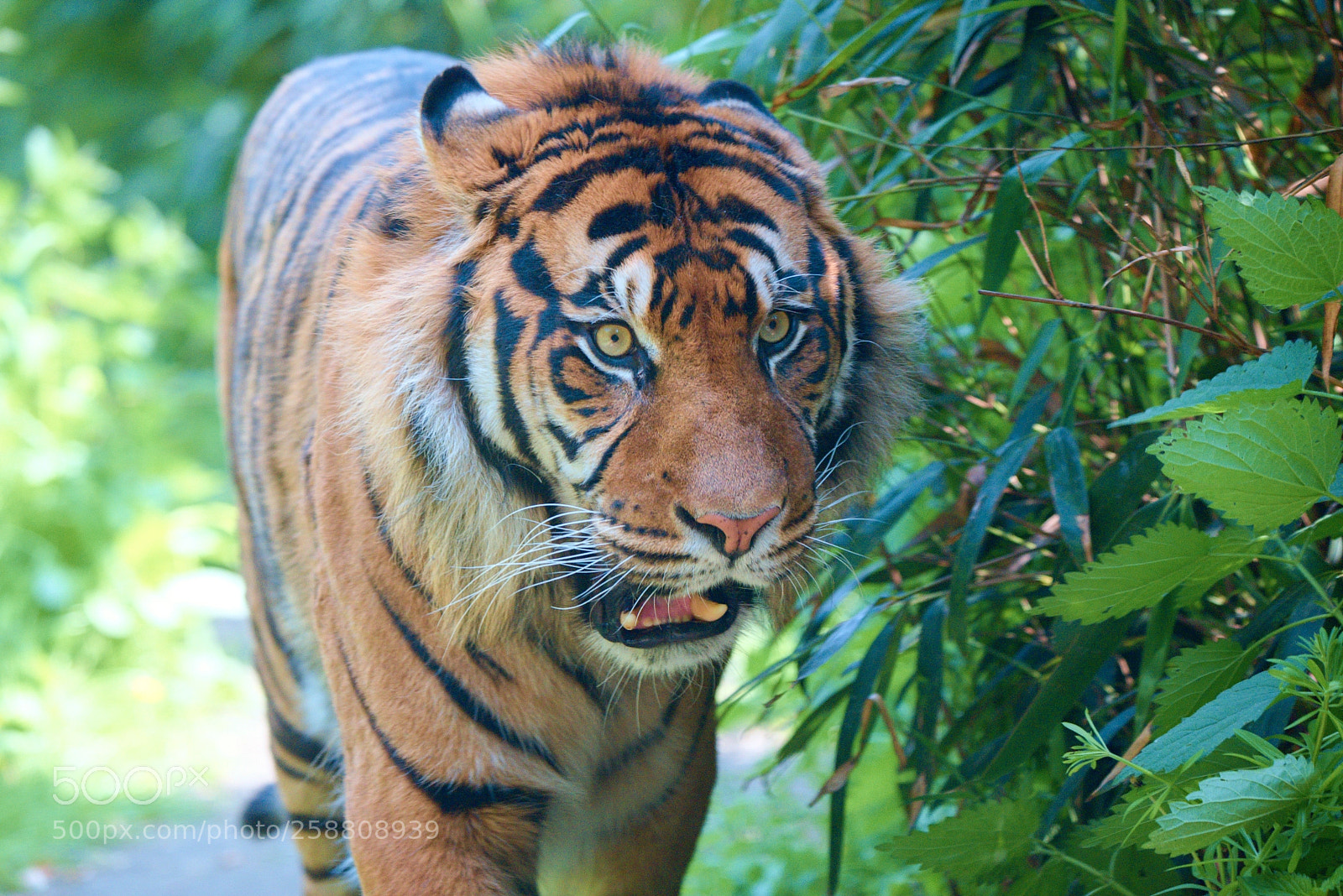 Nikon D750 sample photo. Tiger photography