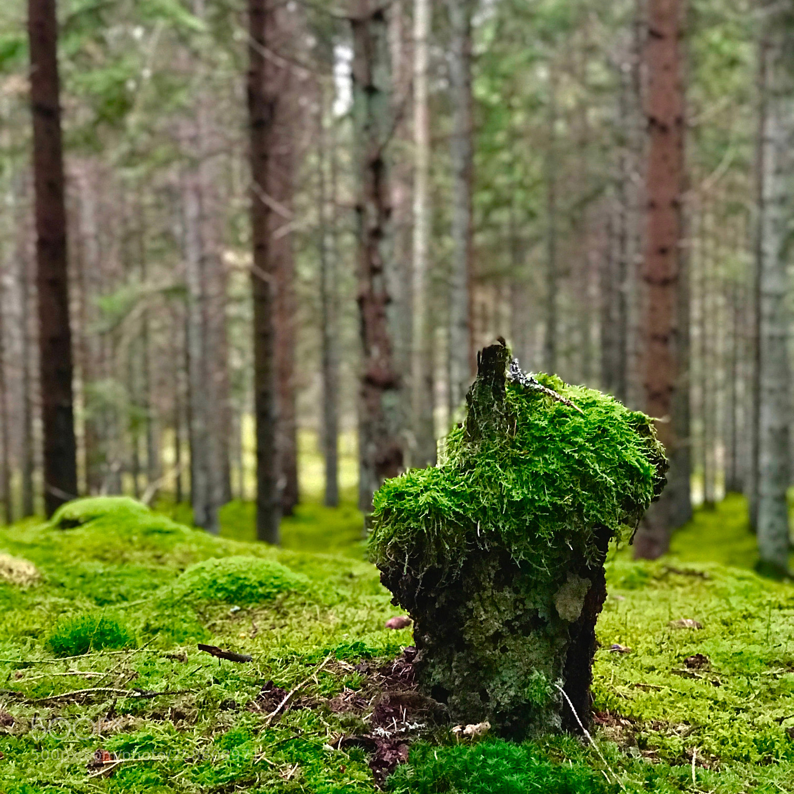 Apple iPhone 7 Plus sample photo. Tree stump in the photography