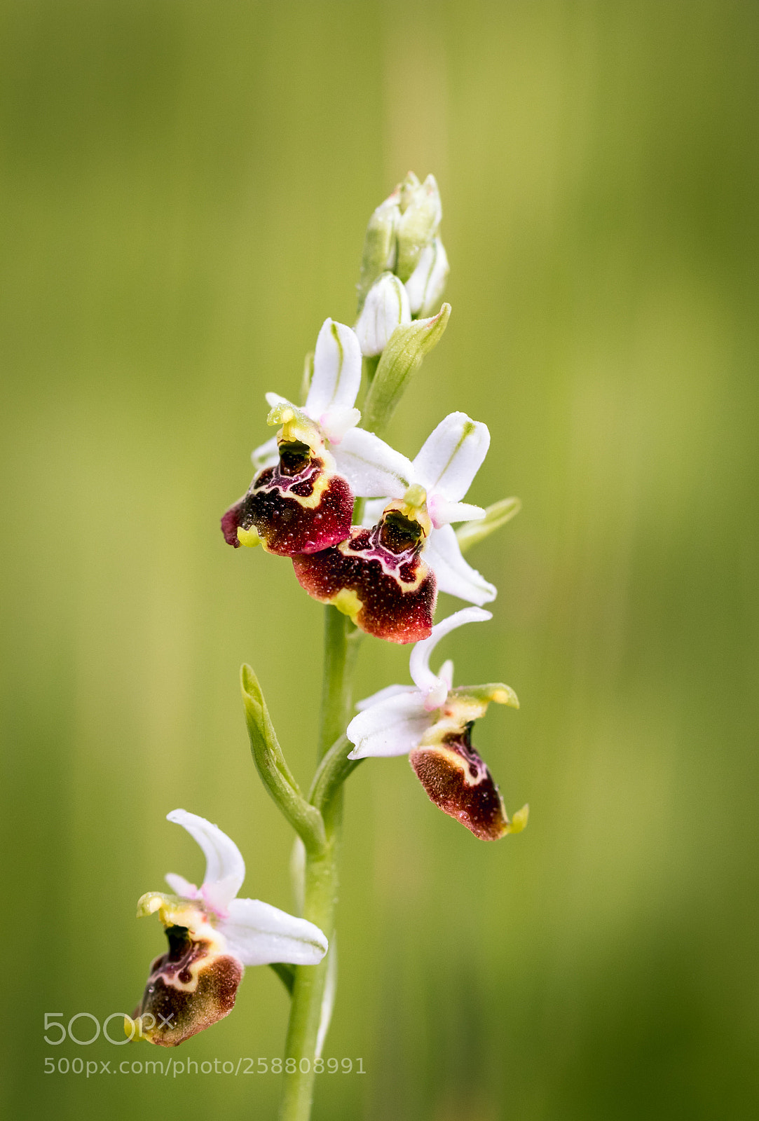 Canon EOS 80D sample photo. Ophrys fuciflora photography