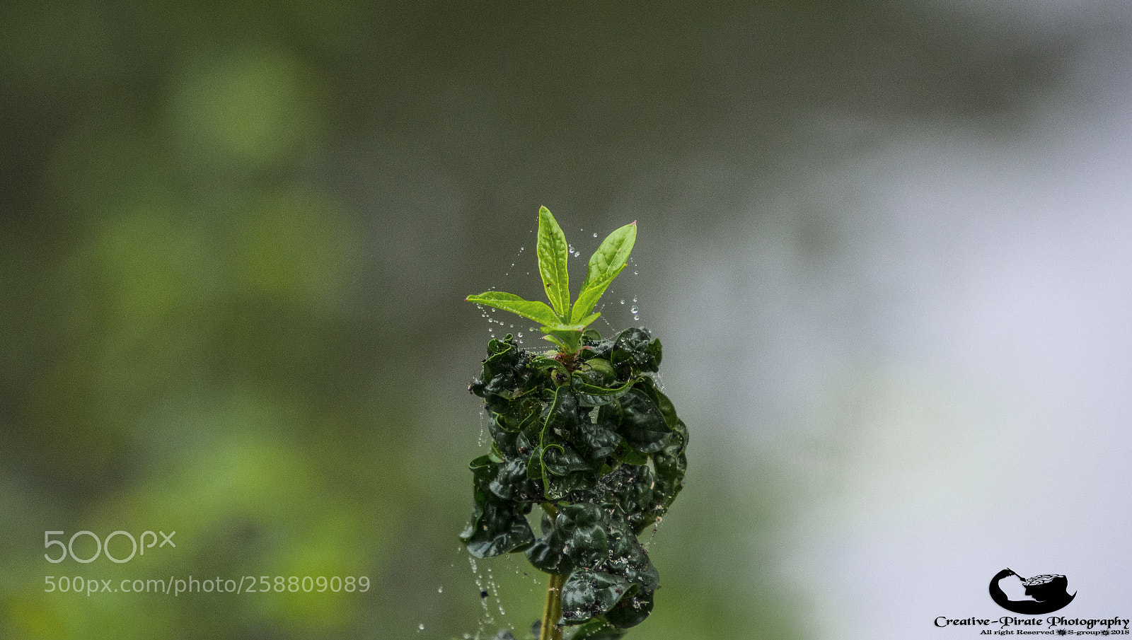 Nikon D7200 sample photo. Sgs photography