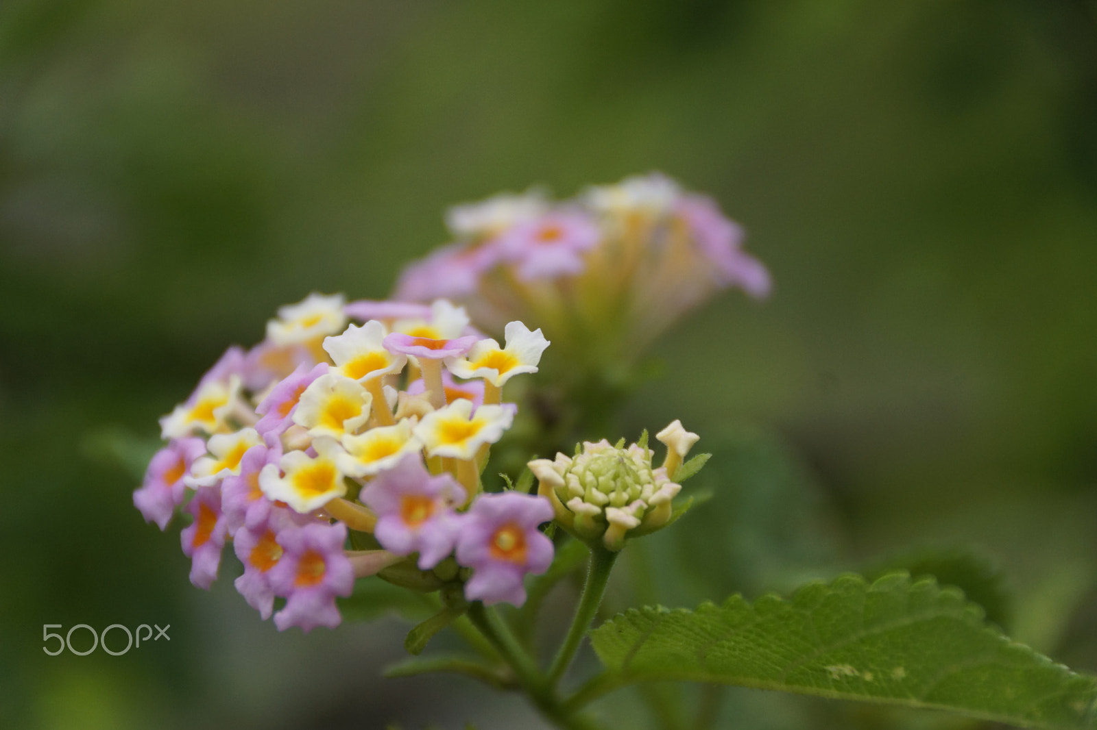 Sony DT 18-250mm F3.5-6.3 sample photo. Colorful flower photography