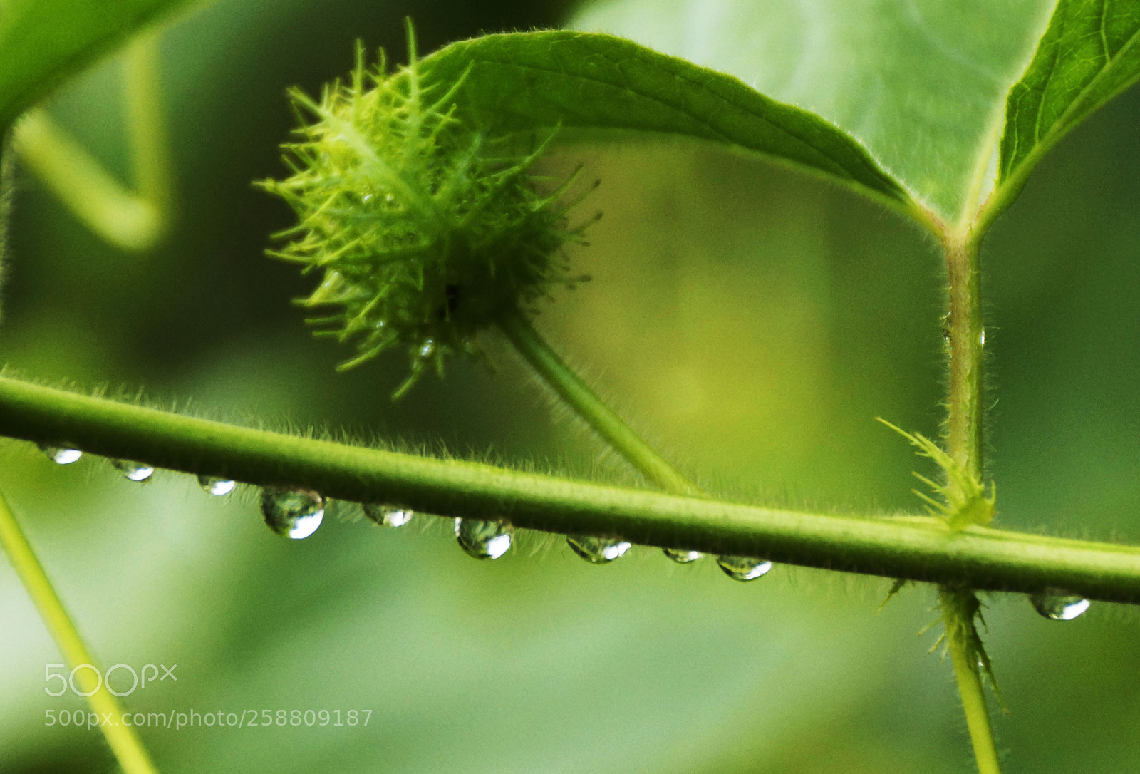 Sony SLT-A77 sample photo. Rain drops photography