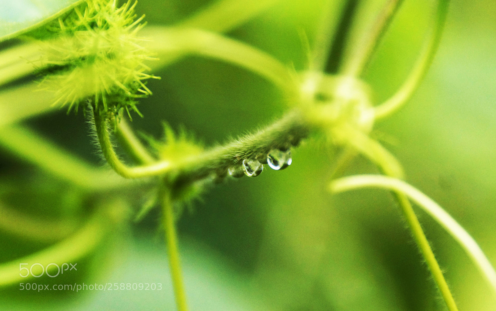 Sony SLT-A77 sample photo. Rain drops photography