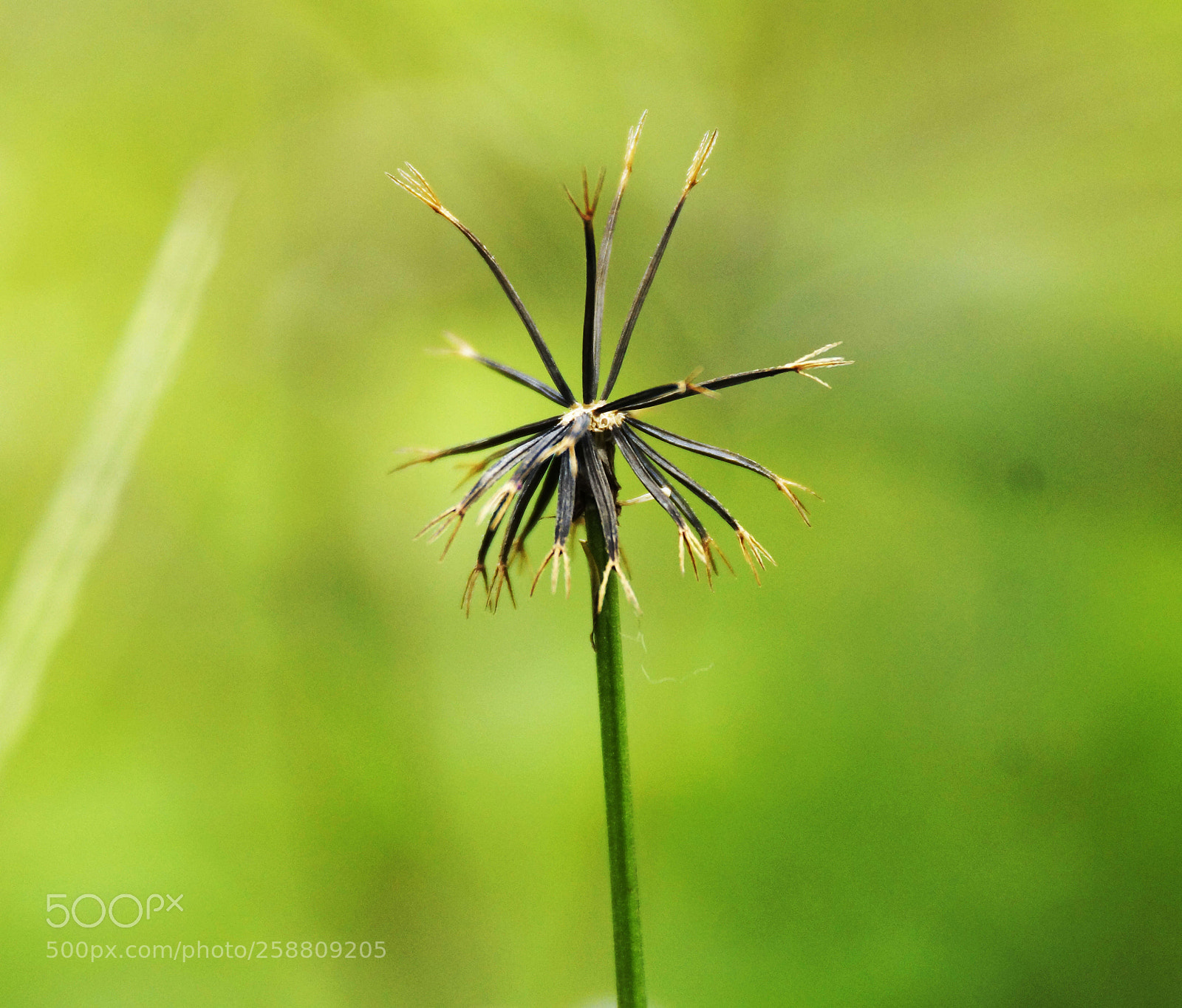 Sony SLT-A77 sample photo. Beauty in nature photography