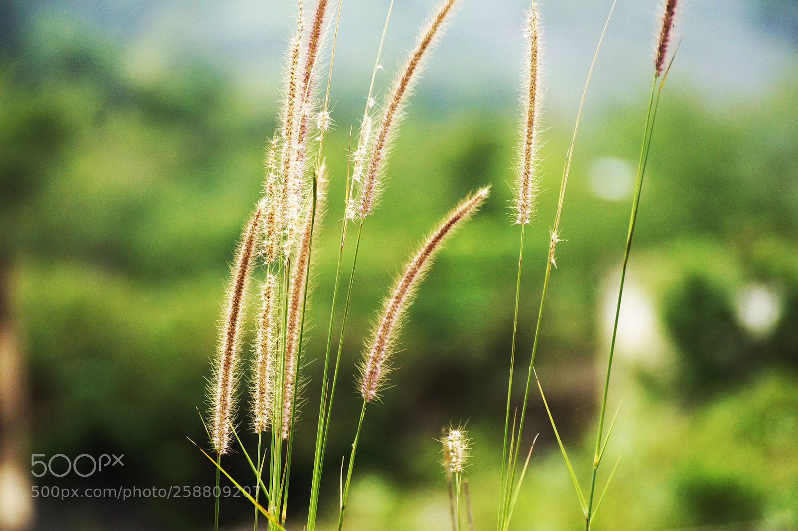 Sony SLT-A77 sample photo. Stalks photography