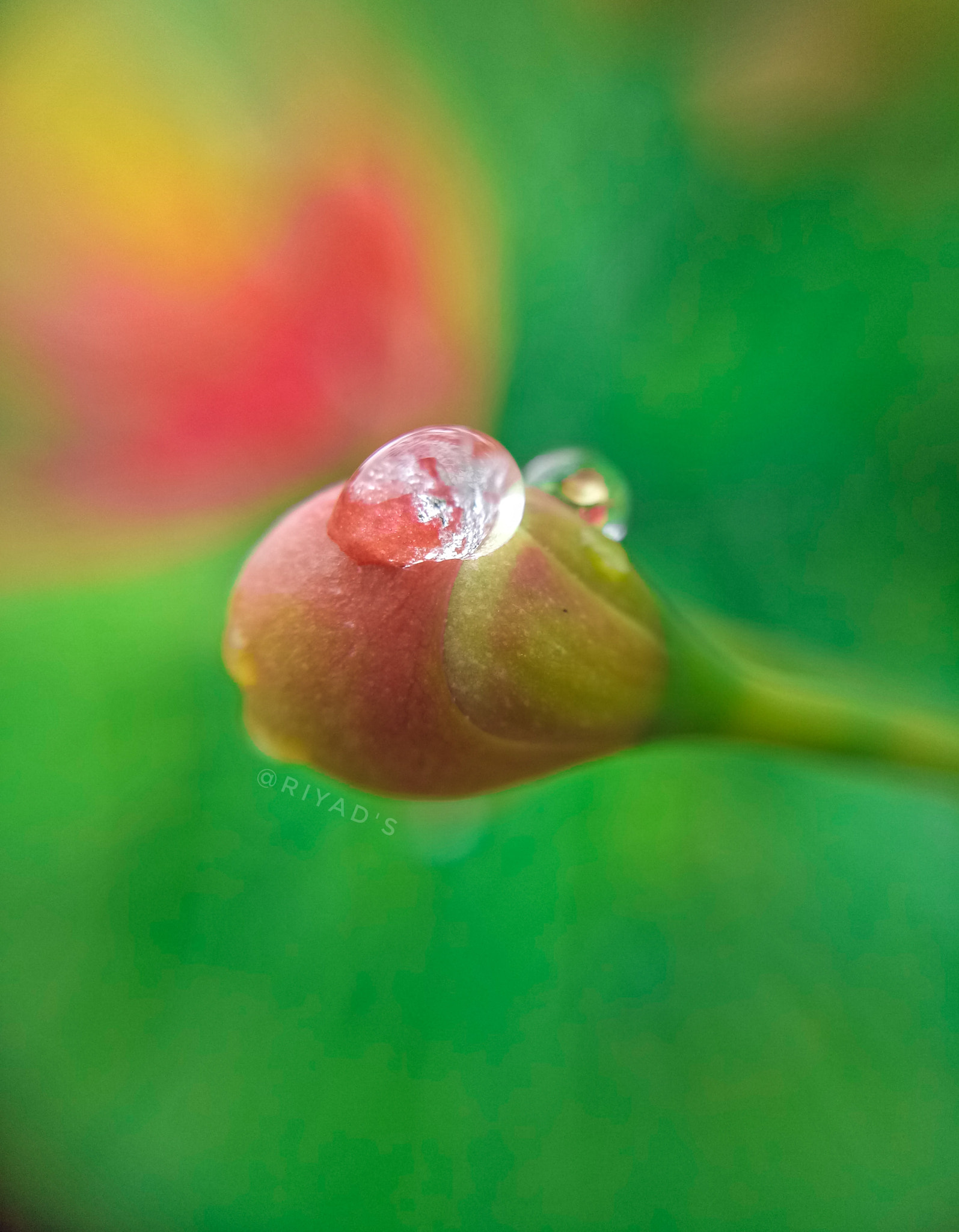 OPPO A1601 sample photo