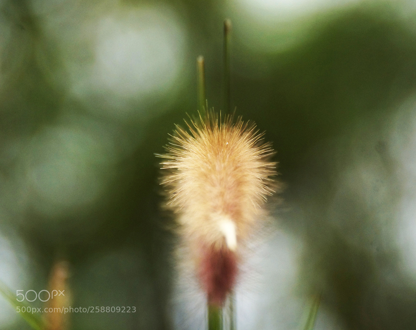 Sony SLT-A77 sample photo. Single stalk photography