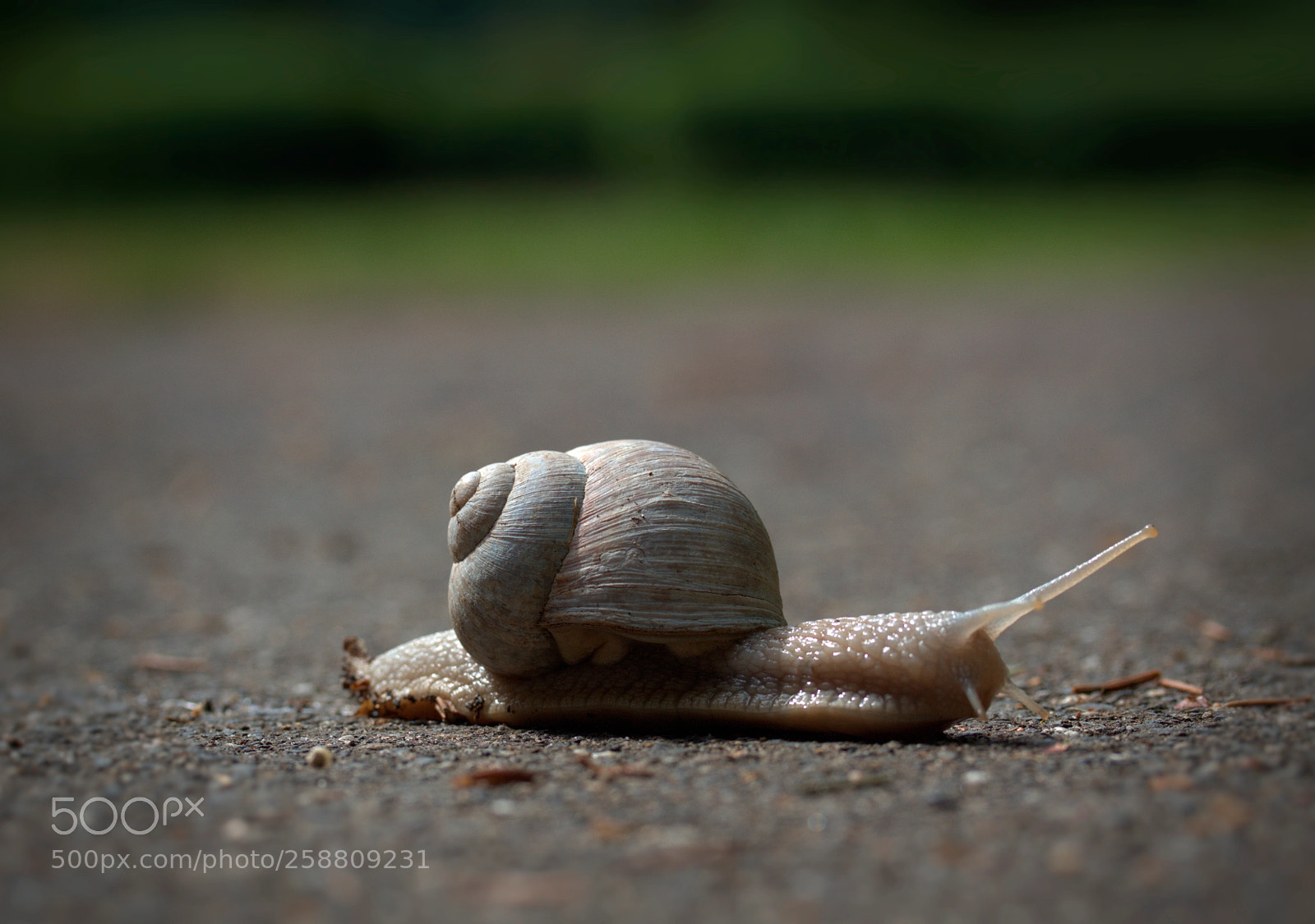 Canon EOS 700D (EOS Rebel T5i / EOS Kiss X7i) sample photo. White snail photography