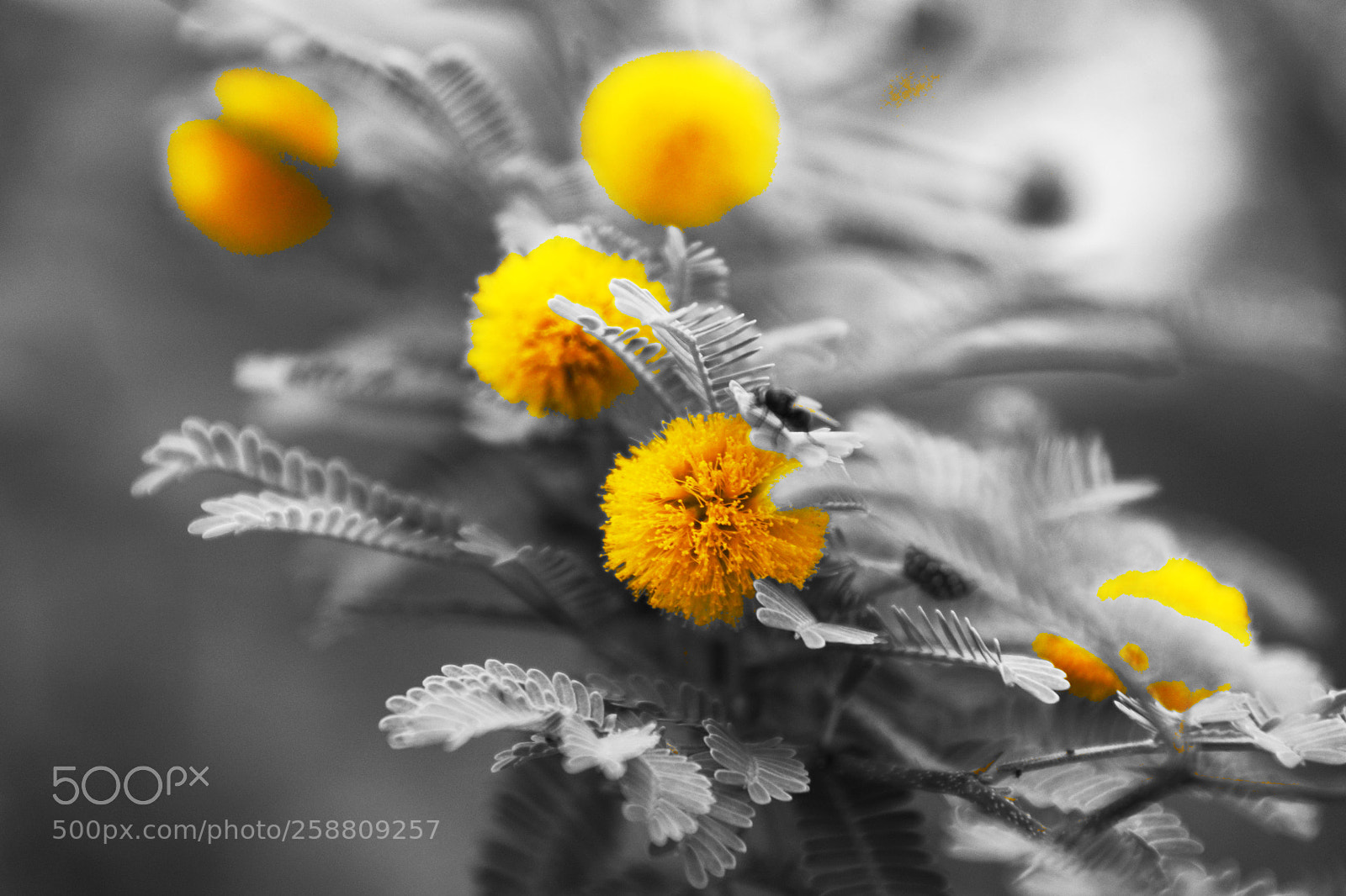 Sony SLT-A77 sample photo. Yellow flower photography