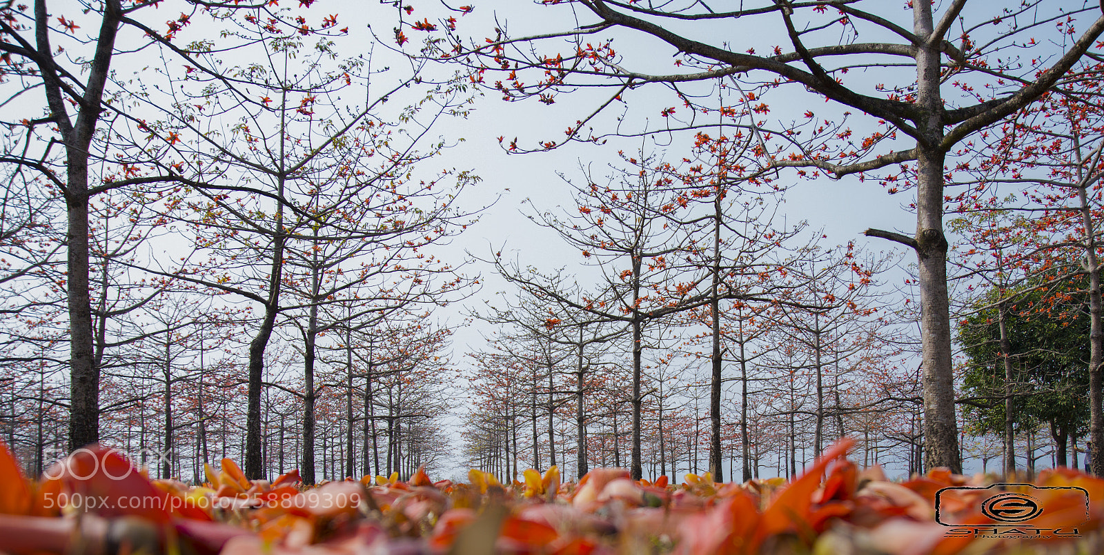 Nikon D7200 sample photo. Sgs photography