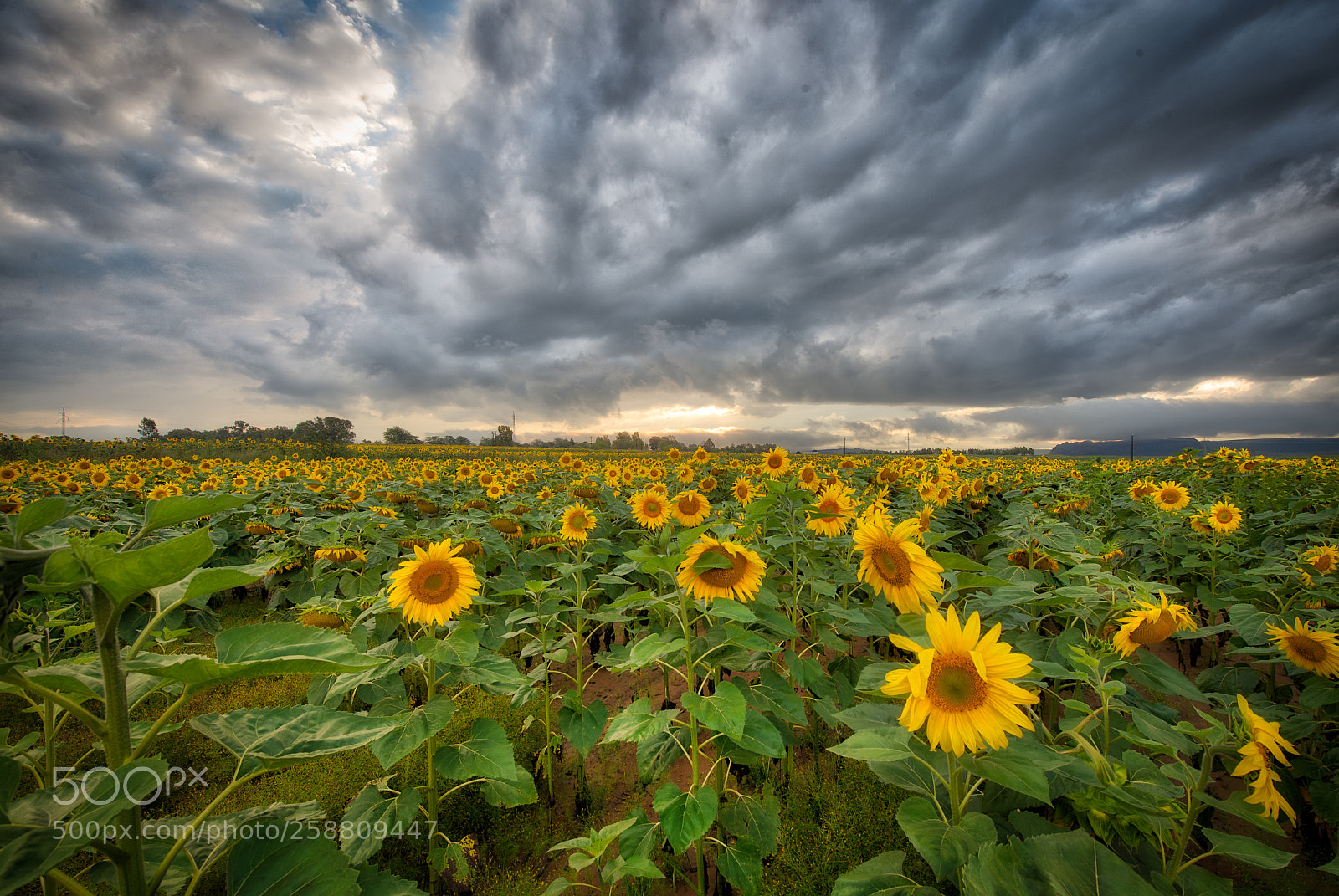 Nikon D610 sample photo. Sunflowers in a storm photography