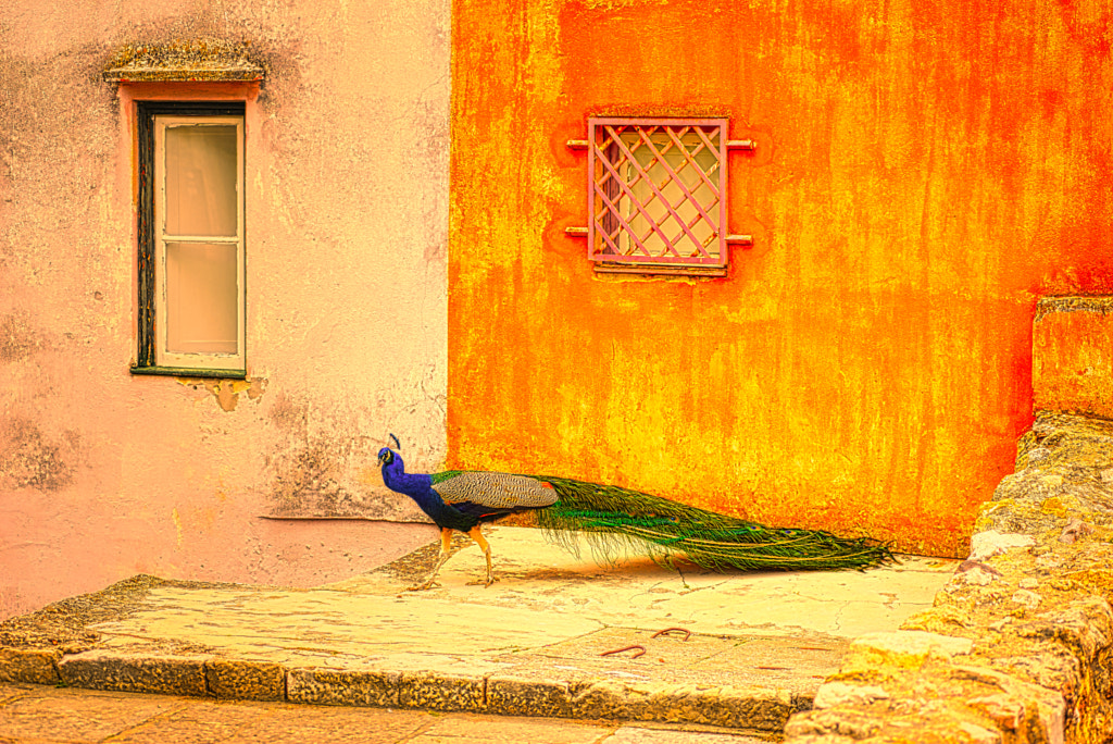 Colors of Lisbon by Michael Cooper on 500px.com