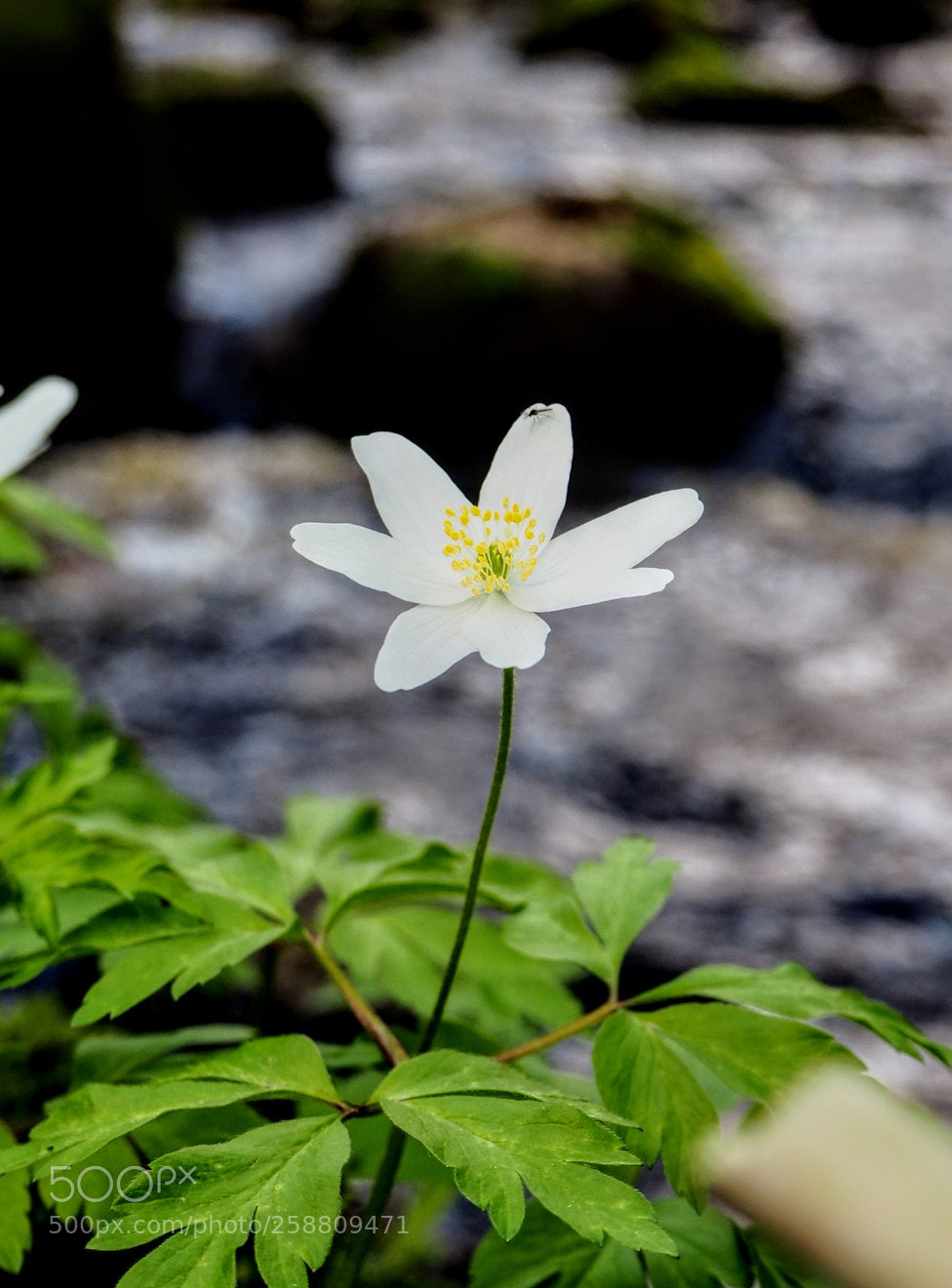 Olympus OM-D E-M10 II sample photo. Woods anemone photography