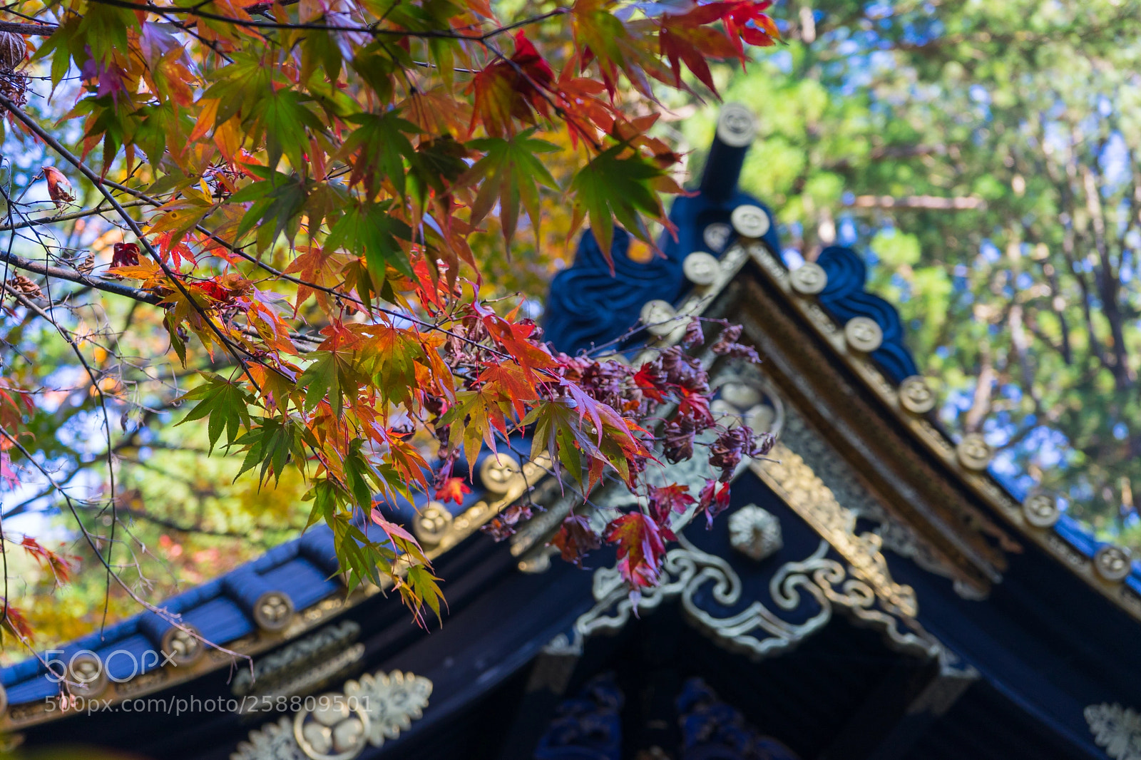 Sony a7 II sample photo. Untitled photography