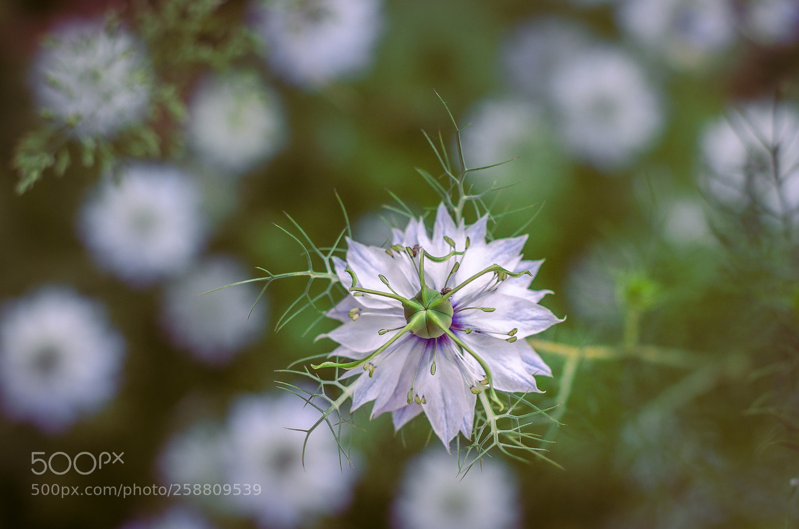 Nikon D7000 sample photo. Flora in may photography