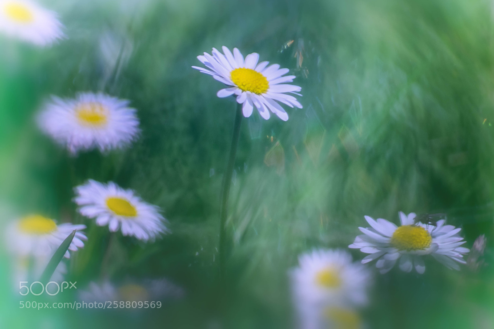 Fujifilm X-T10 sample photo. Daisy photography