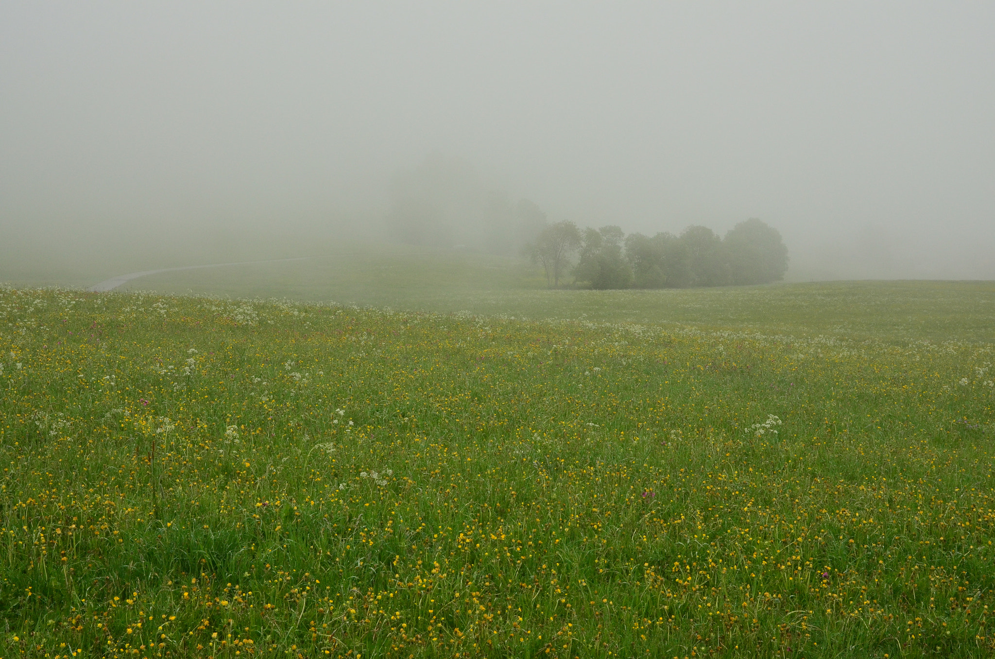 Nikon D5100 + Sigma 17-70mm F2.8-4 DC Macro OS HSM | C sample photo. Foggy field photography